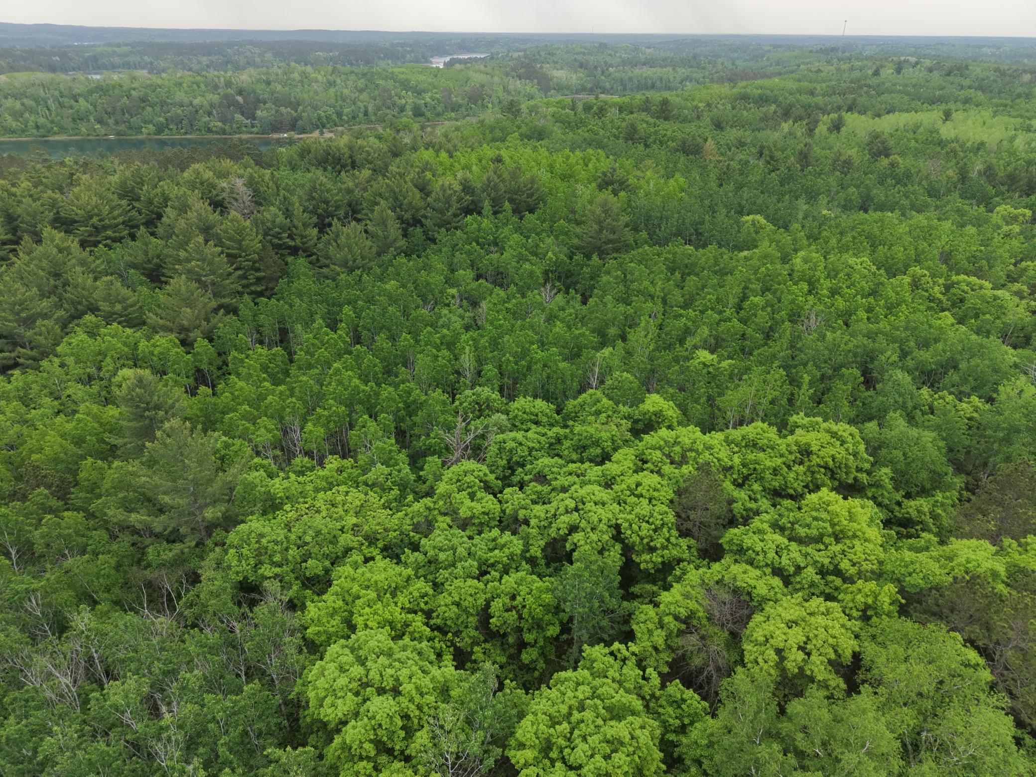 land for sale at TBD 290th Street in Park Rapids, MN (photo 9 of 40)
