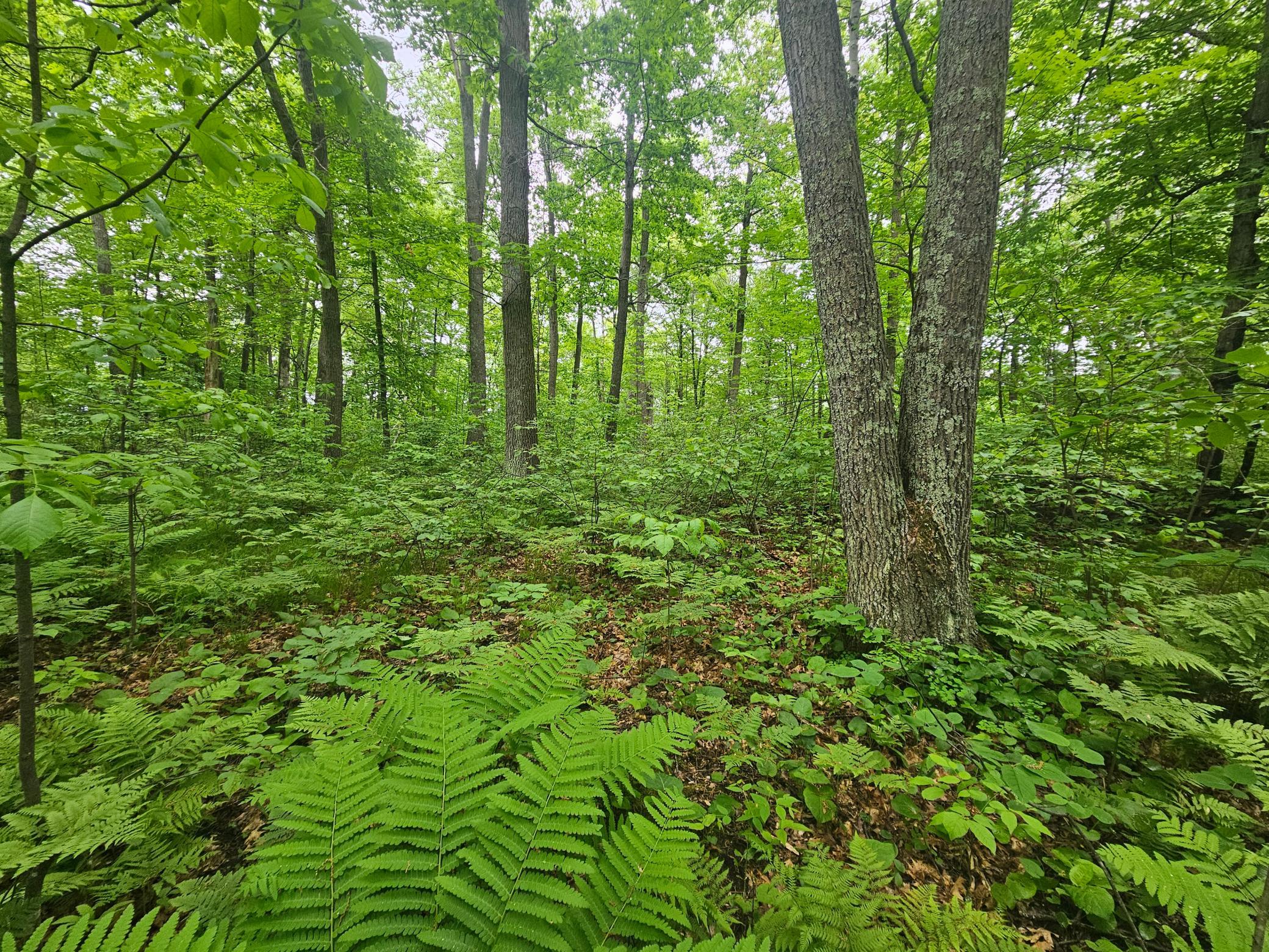 land for sale at TBD Broadway St. in Garrison, MN (photo 3 of 7)