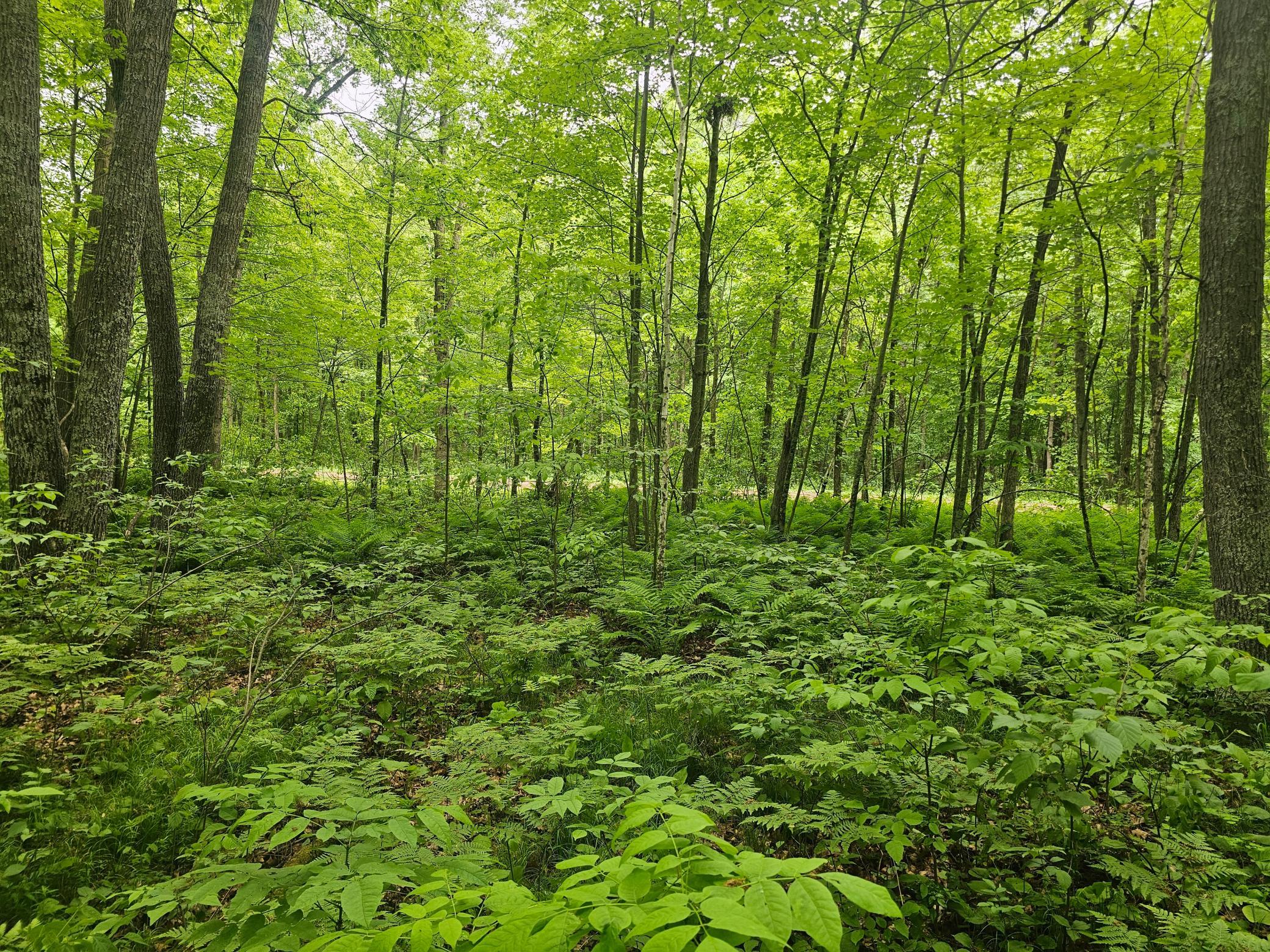land for sale at TBD Broadway St. in Garrison, MN (photo 4 of 7)