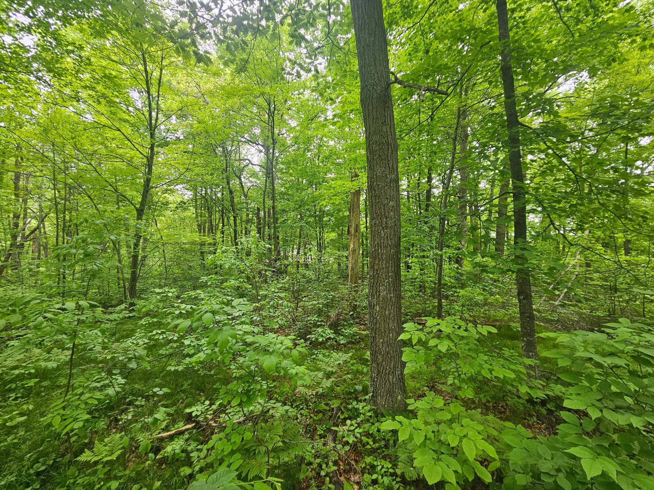 land for sale at TBD Broadway St. in Garrison, MN (photo 5 of 7)