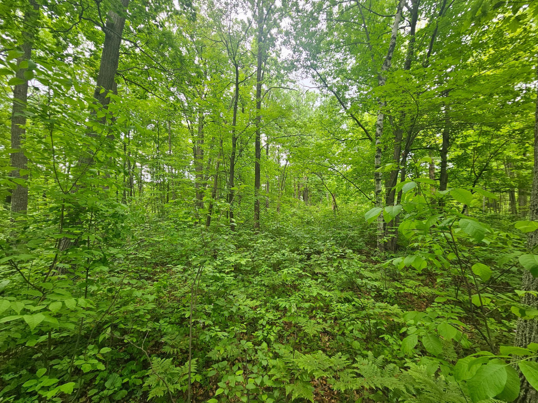land for sale at TBD Broadway St. in Garrison, MN (photo 6 of 7)
