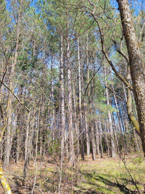 land for sale at TBD 695th Avenue in Roosevelt, MN (photo 2 of 20)