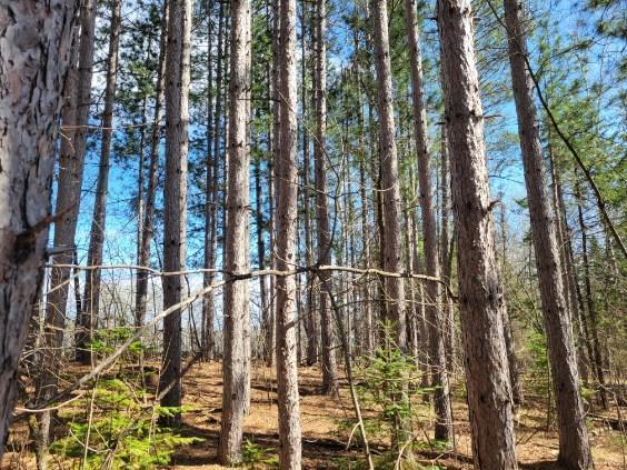 land for sale at TBD 695th Avenue in Roosevelt, MN (photo 5 of 20)