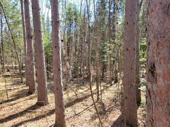 land for sale at TBD 695th Avenue in Roosevelt, MN (photo 6 of 20)