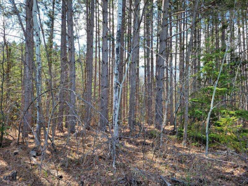 land for sale at TBD 695th Avenue in Roosevelt, MN (photo 8 of 20)