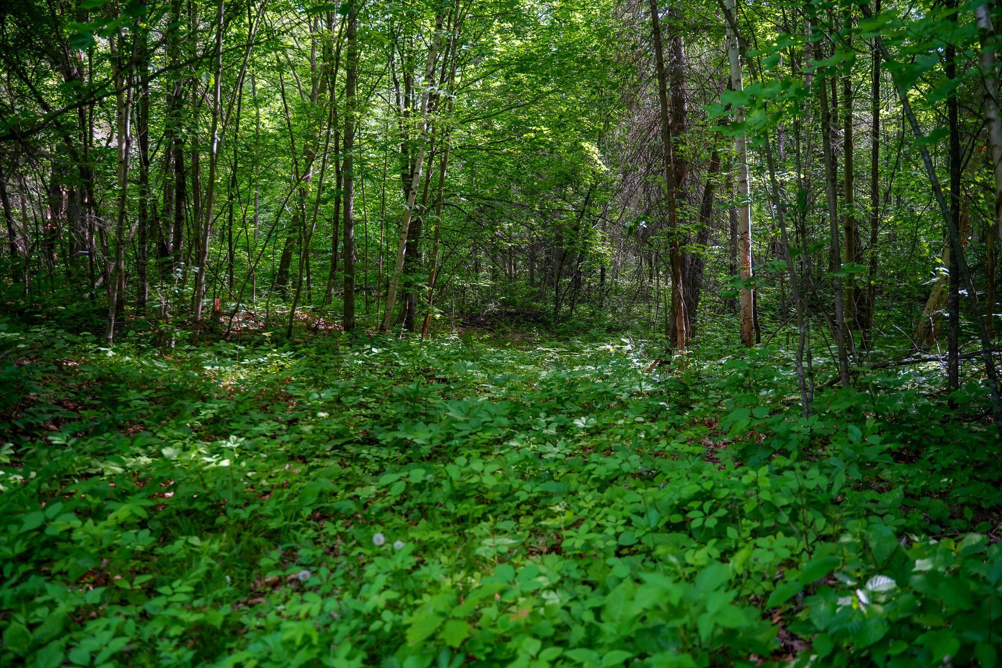 land for sale at TBD County Highway 47 in Osage, MN (photo 23 of 58)