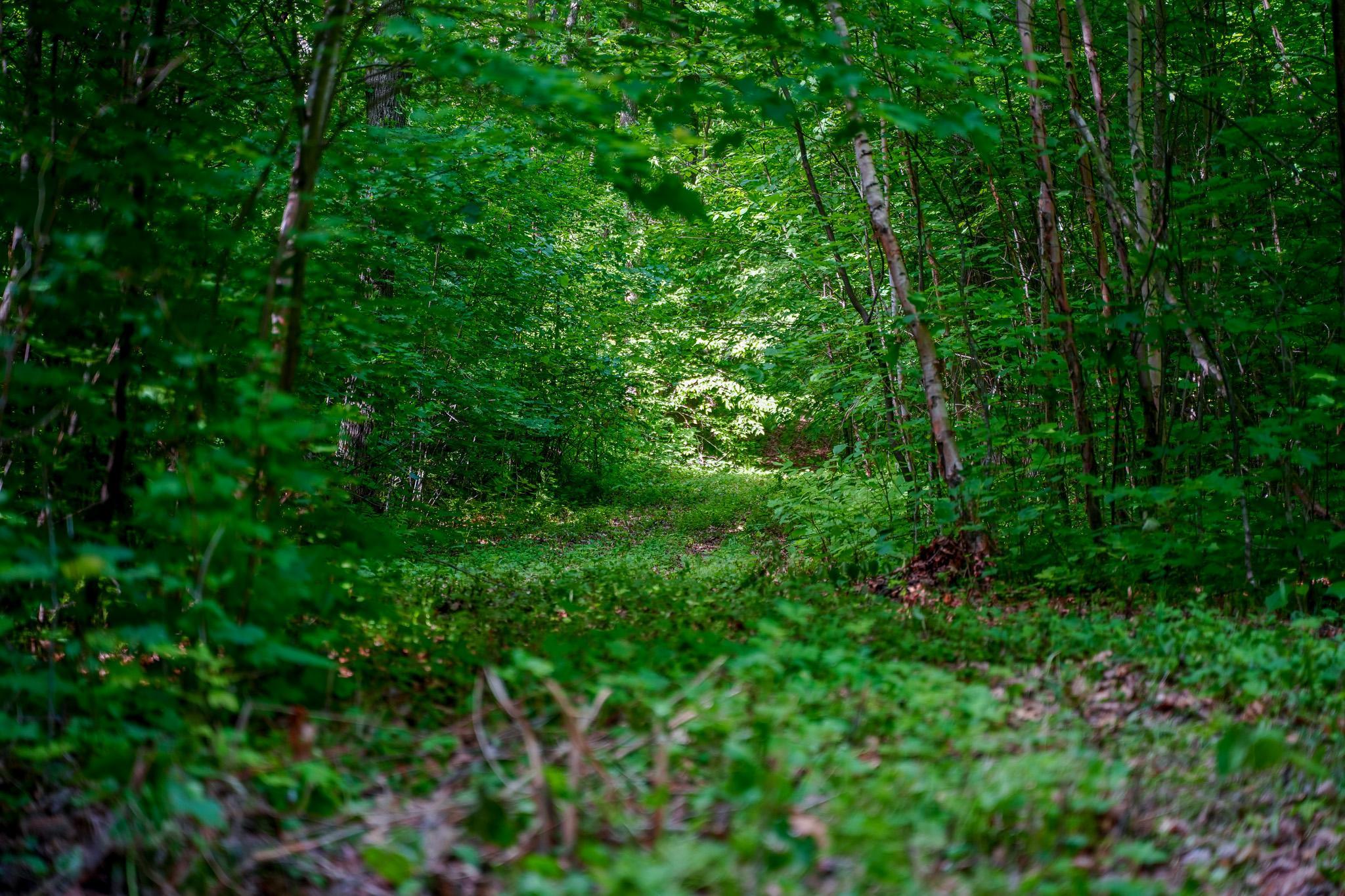 land for sale at TBD County Highway 47 in Osage, MN (photo 25 of 58)