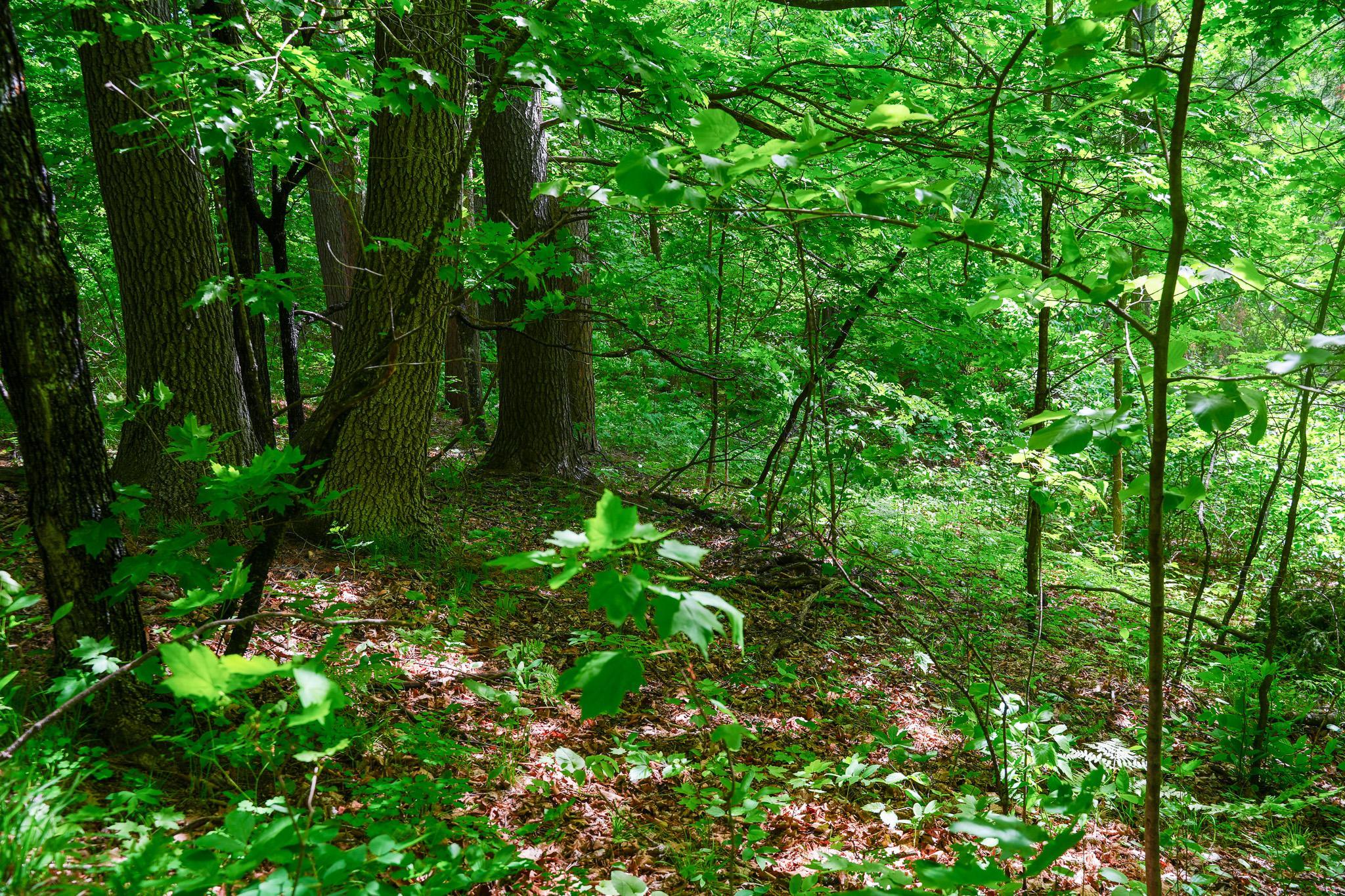 land for sale at TBD County Highway 47 in Osage, MN (photo 29 of 58)