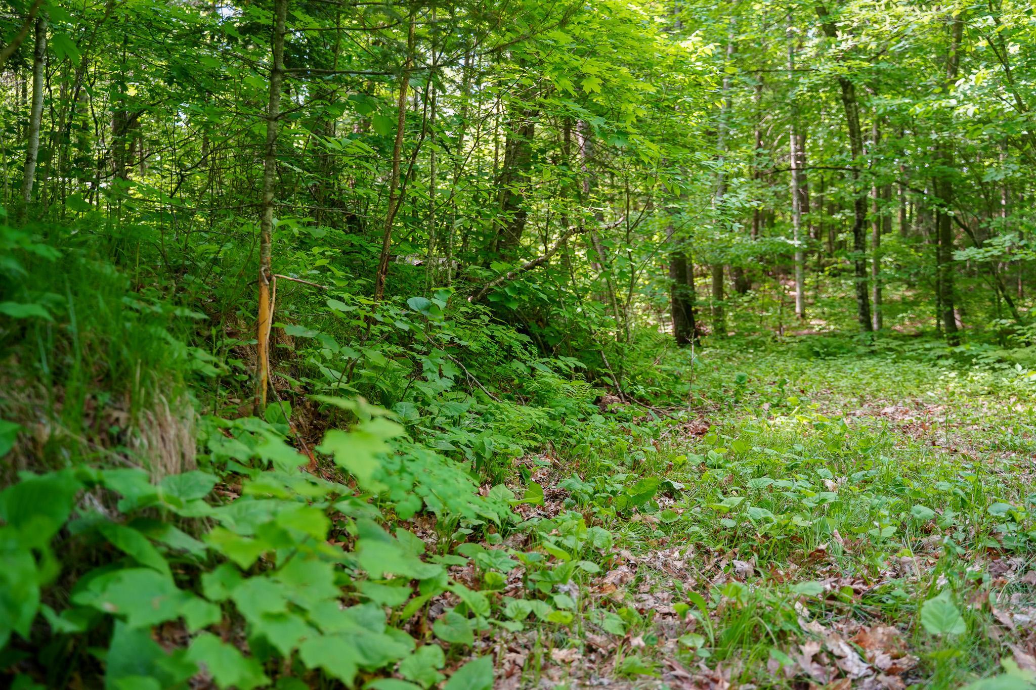 land for sale at TBD County Highway 47 in Osage, MN (photo 35 of 58)