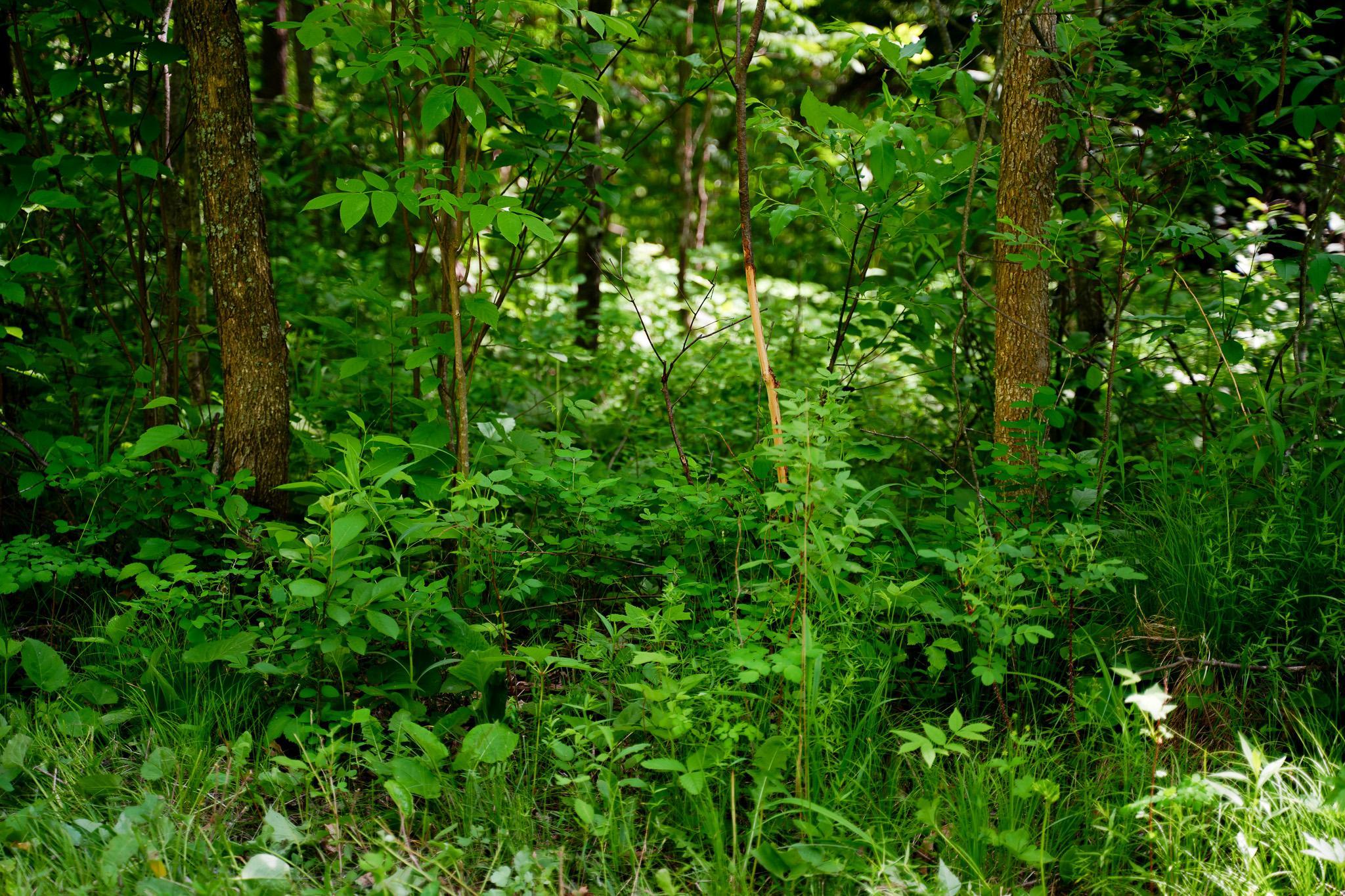 land for sale at TBD County Highway 47 in Osage, MN (photo 44 of 58)