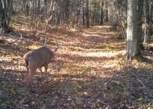 land for sale at TBD County Highway 47 in Osage, MN (photo 55 of 58)