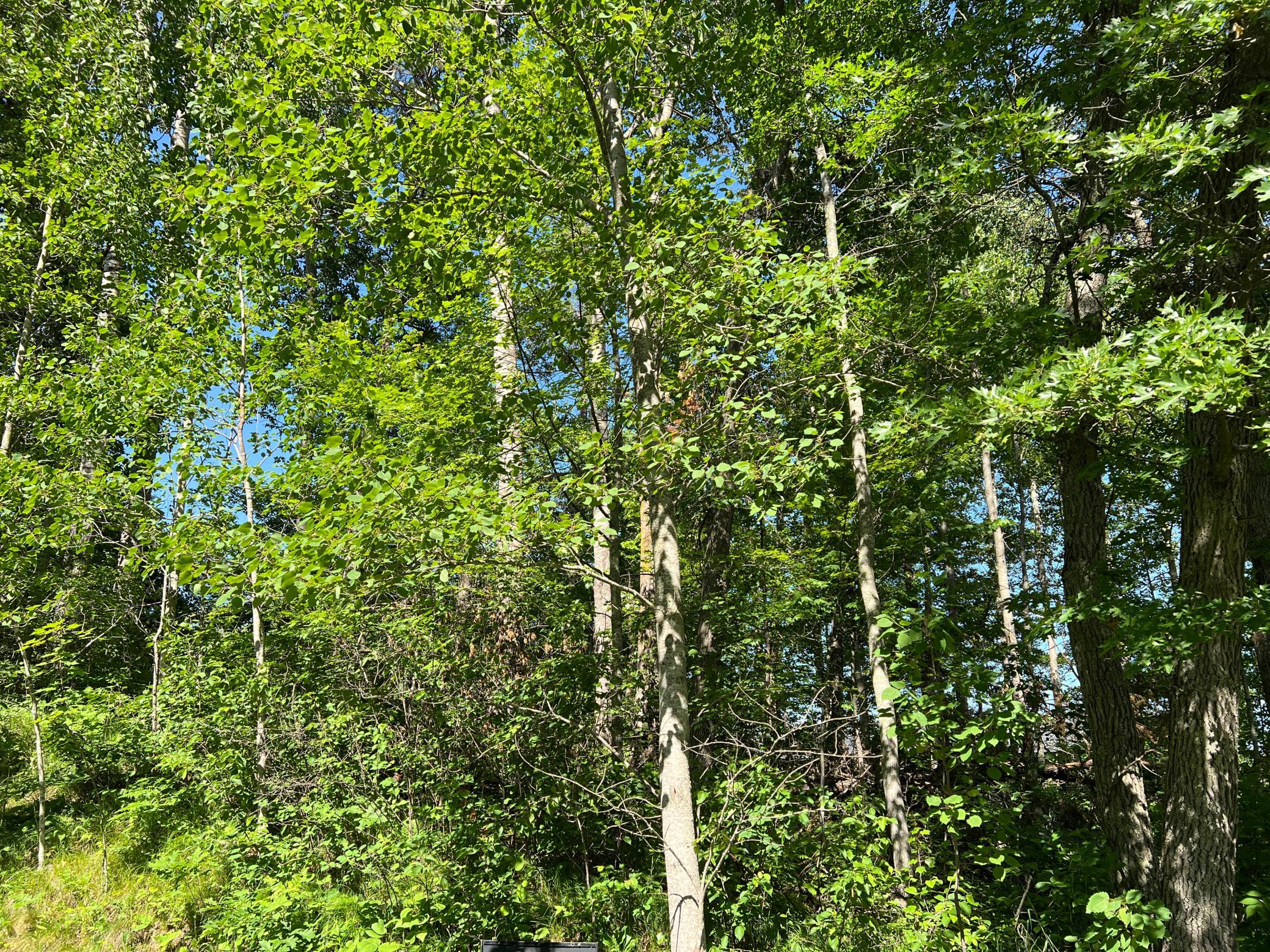 Lot 8 Terminal Road, Breezy Point MN 56472 - Photo 5 of 14