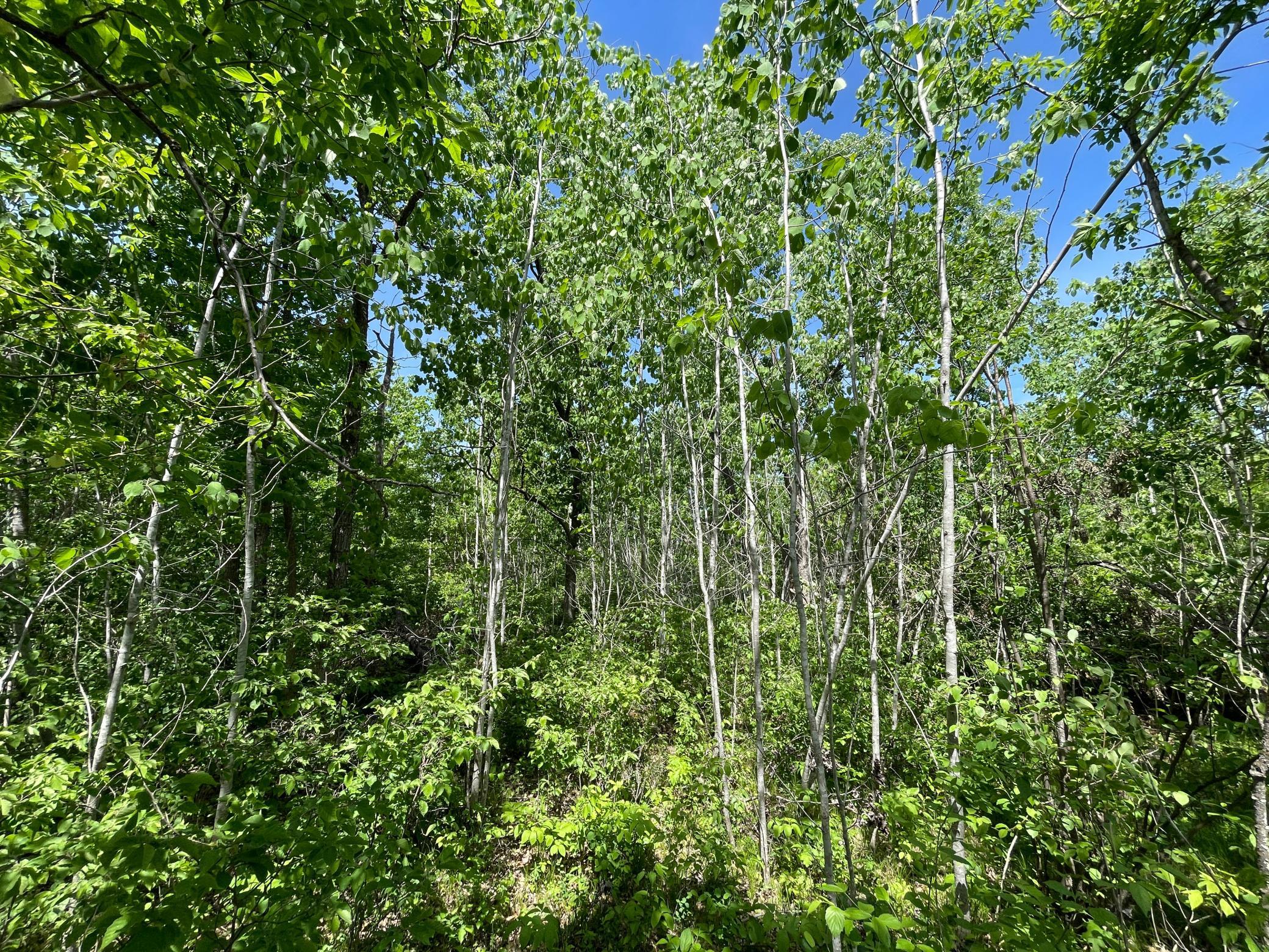 TBD Stone Lake Road SW, Bemidji MN 56601 - Photo 19 of 29