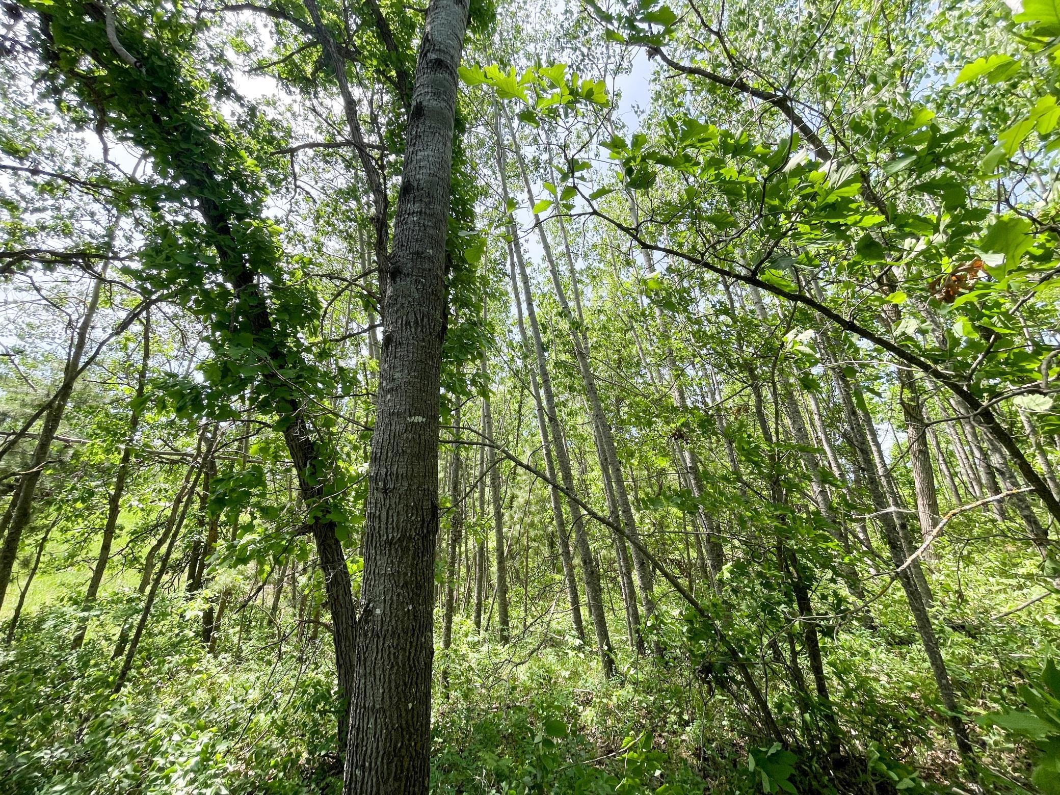 TBD Stone Lake Road SW, Bemidji MN 56601 - Photo 20 of 29