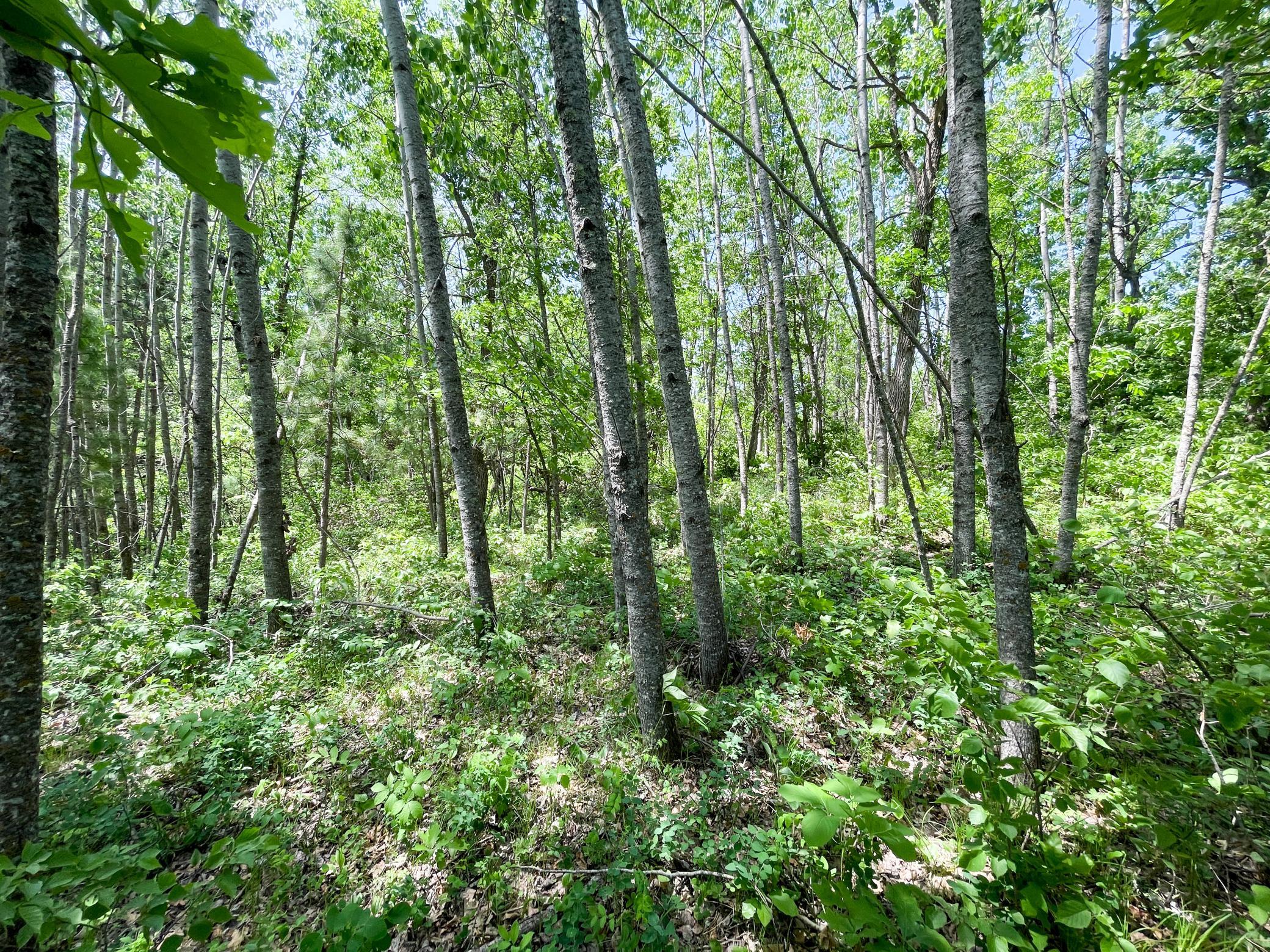 TBD Stone Lake Road SW, Bemidji MN 56601 - Photo 21 of 29