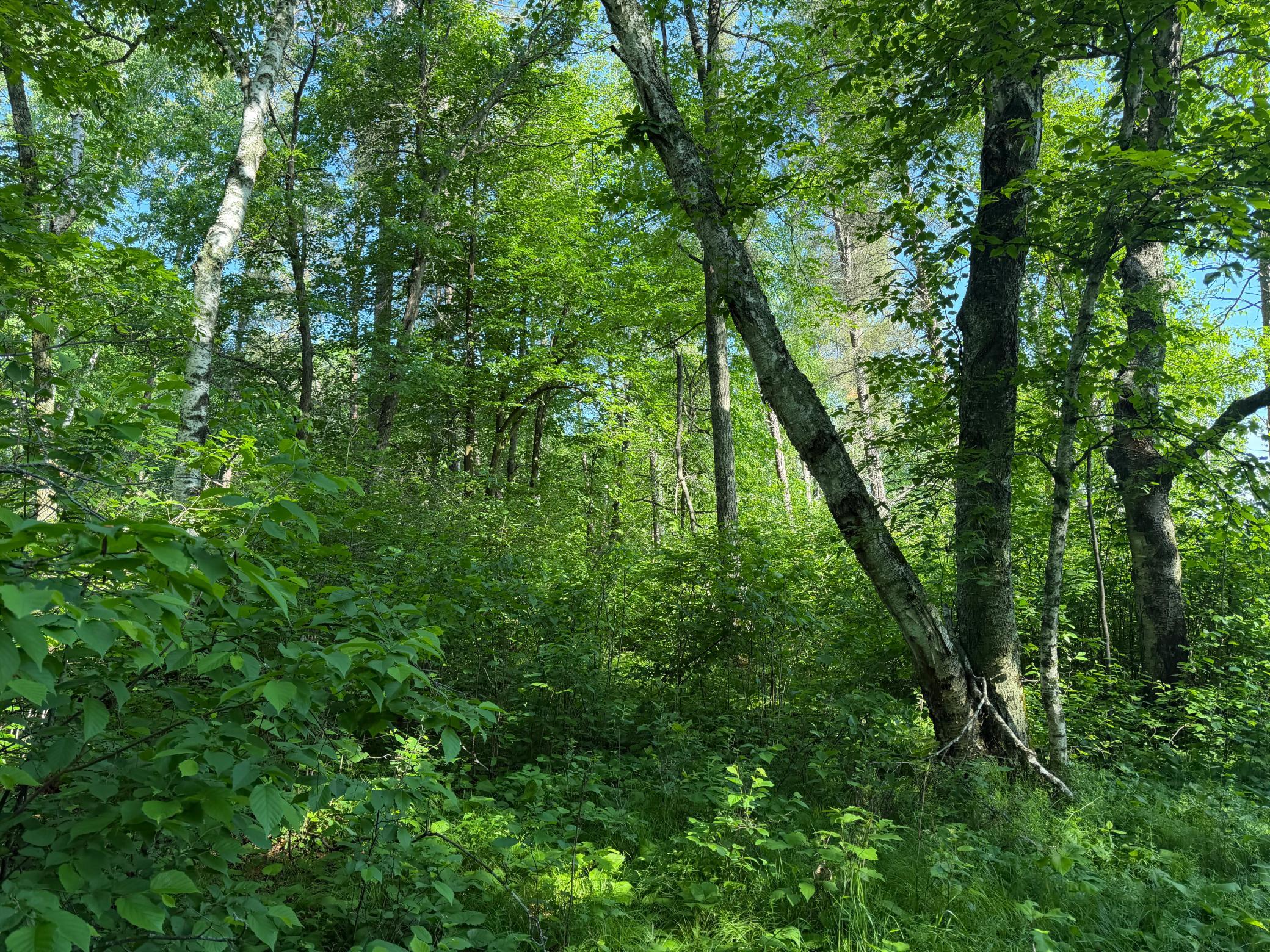 land for sale at TBD 270th Street in Sebeka, MN (photo 13 of 49)
