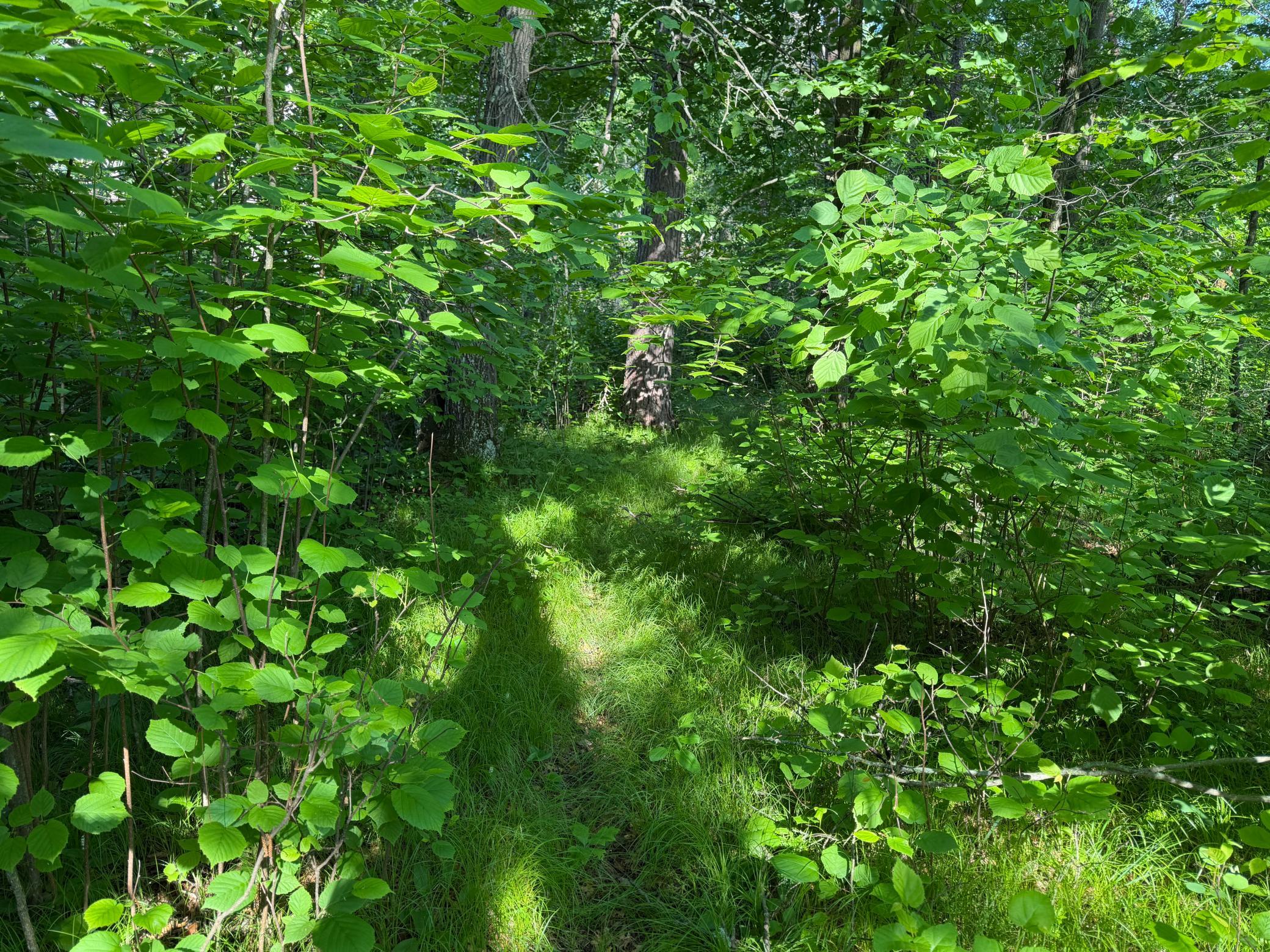 land for sale at TBD 270th Street in Sebeka, MN (photo 14 of 49)