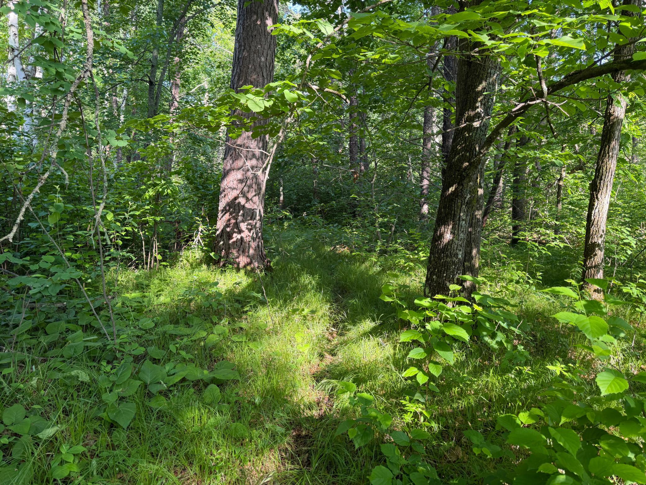 land for sale at TBD 270th Street in Sebeka, MN (photo 15 of 49)