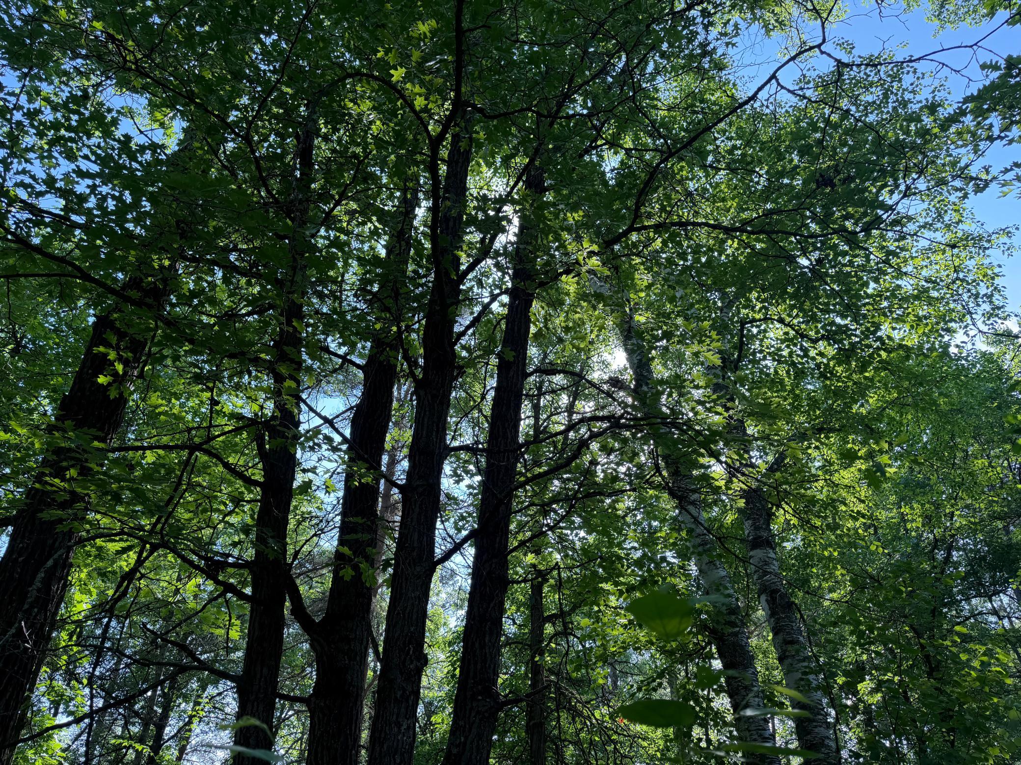 land for sale at TBD 270th Street in Sebeka, MN (photo 17 of 49)