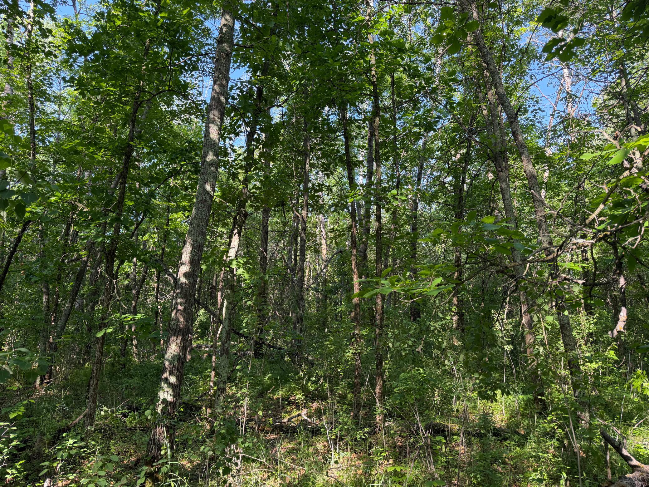 land for sale at TBD 270th Street in Sebeka, MN (photo 18 of 49)