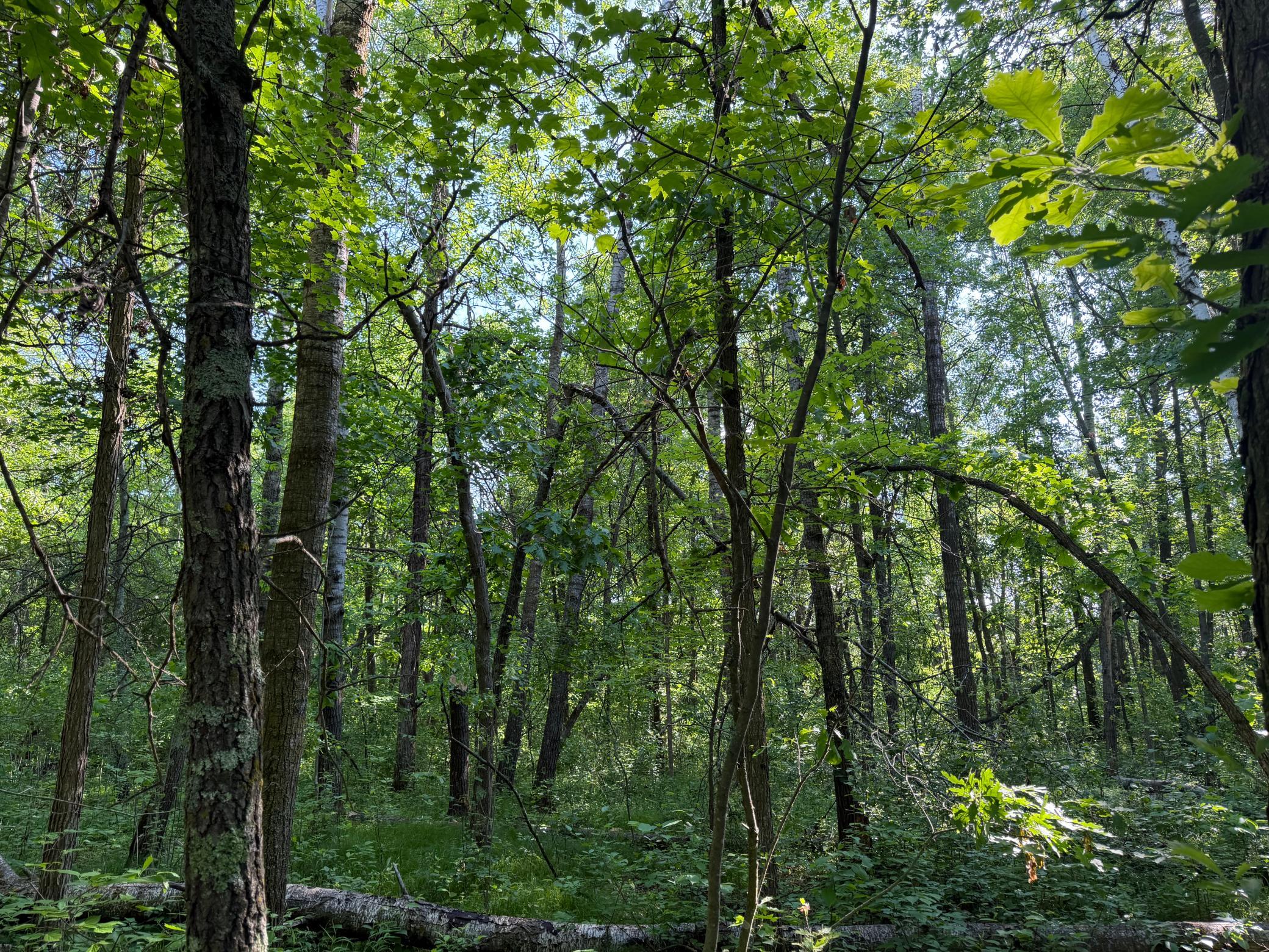 land for sale at TBD 270th Street in Sebeka, MN (photo 19 of 49)