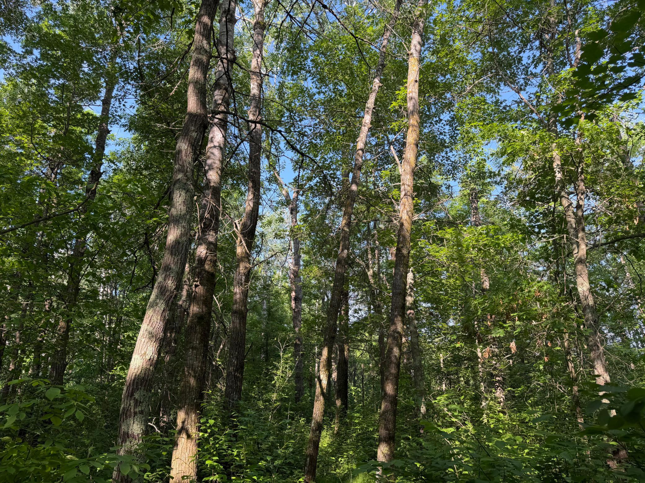 land for sale at TBD 270th Street in Sebeka, MN (photo 20 of 49)