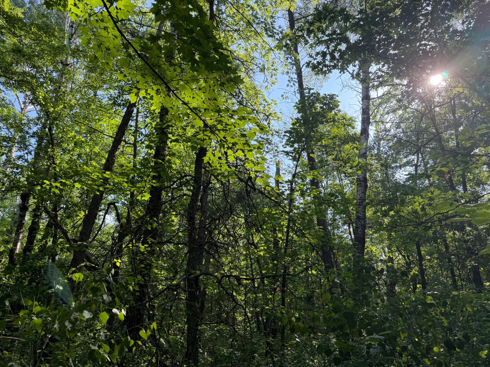 land for sale at TBD 270th Street in Sebeka, MN (photo 23 of 49)