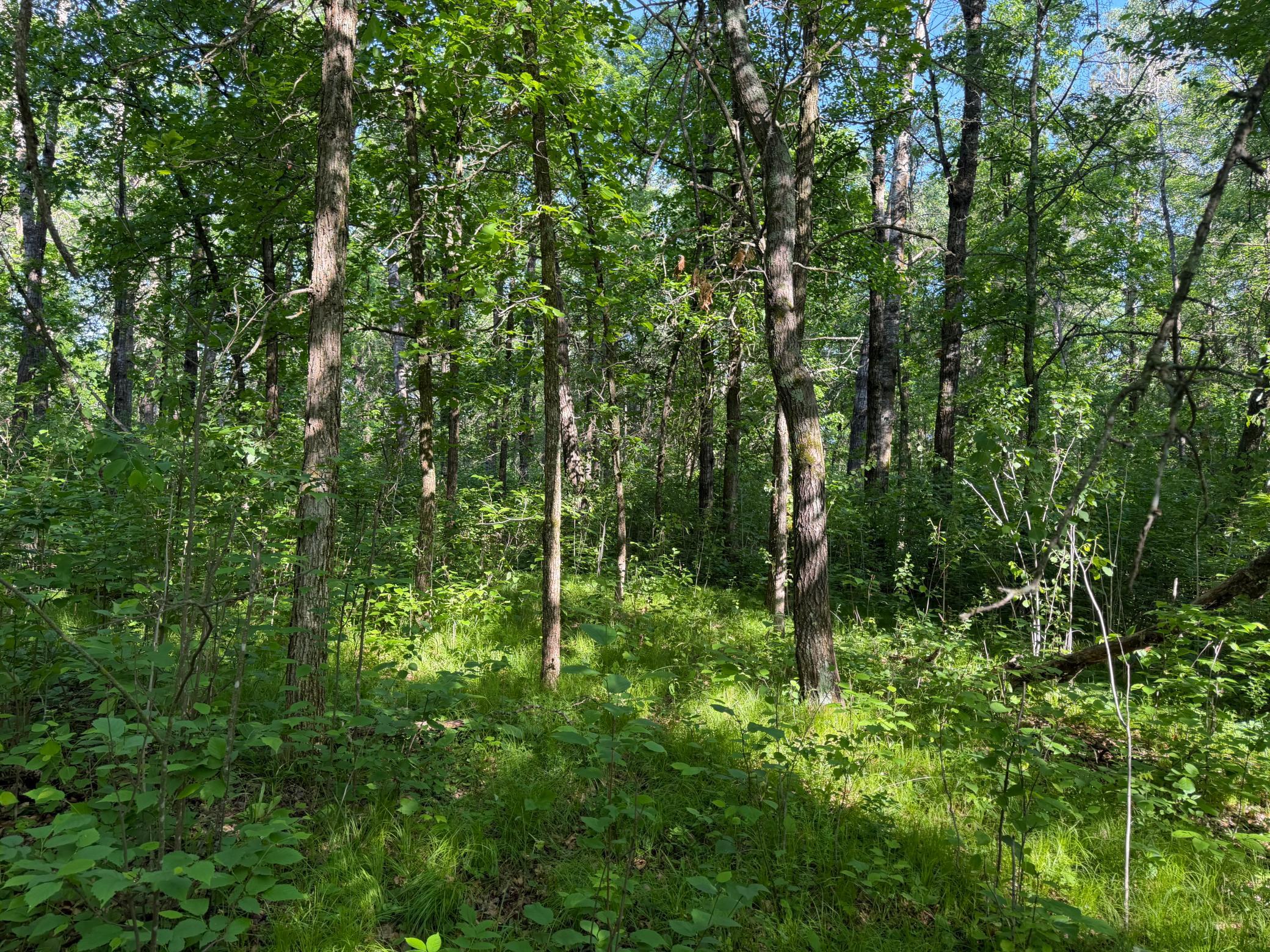 land for sale at TBD 270th Street in Sebeka, MN (photo 24 of 49)