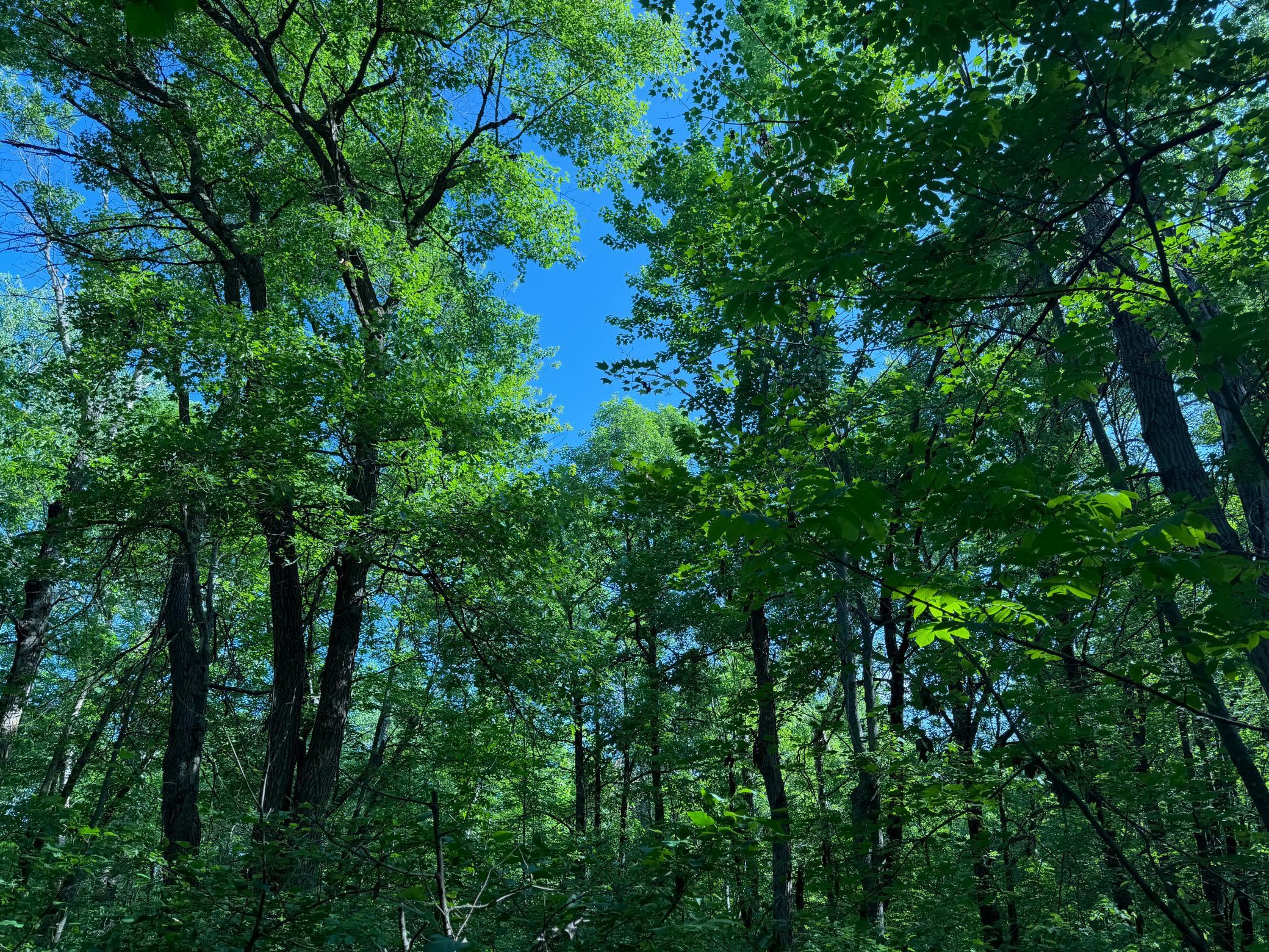 land for sale at TBD 270th Street in Sebeka, MN (photo 25 of 49)