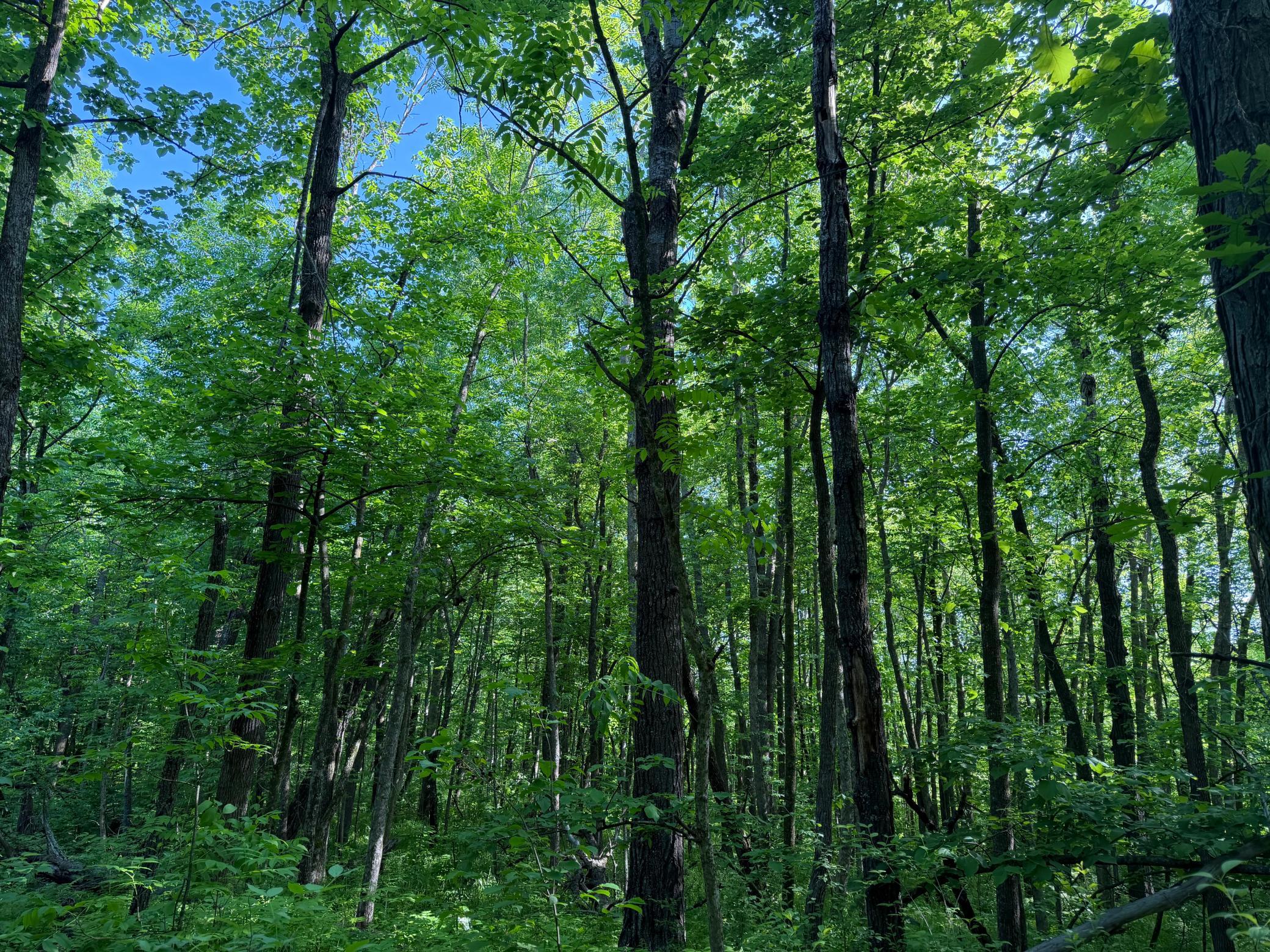 land for sale at TBD 270th Street in Sebeka, MN (photo 27 of 49)