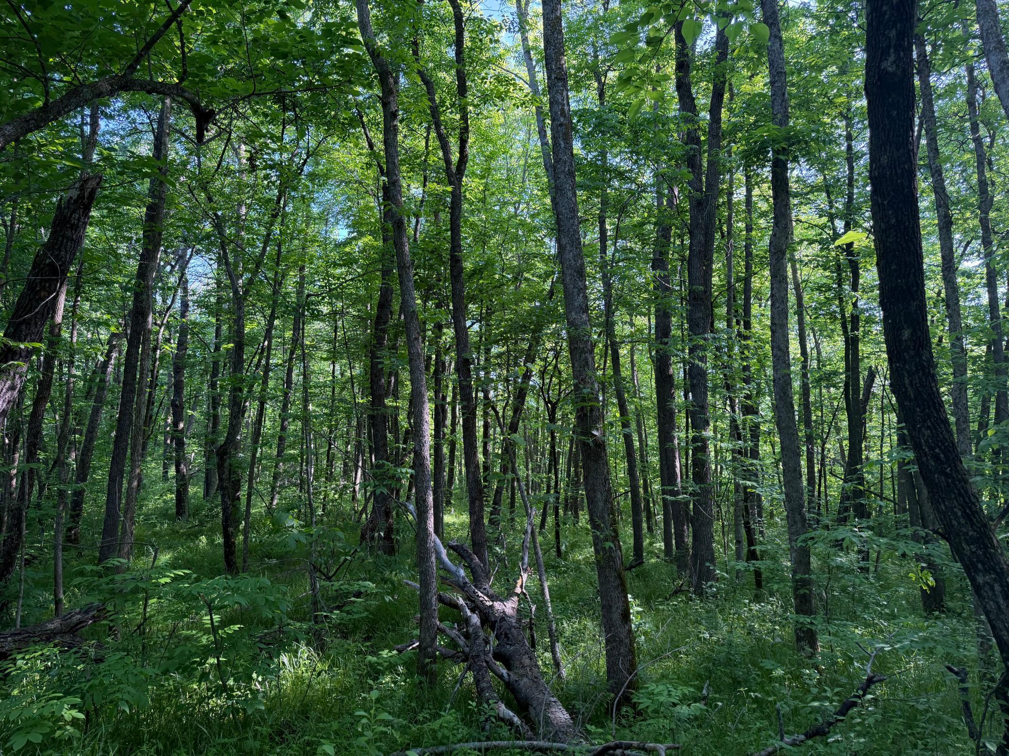 land for sale at TBD 270th Street in Sebeka, MN (photo 28 of 49)