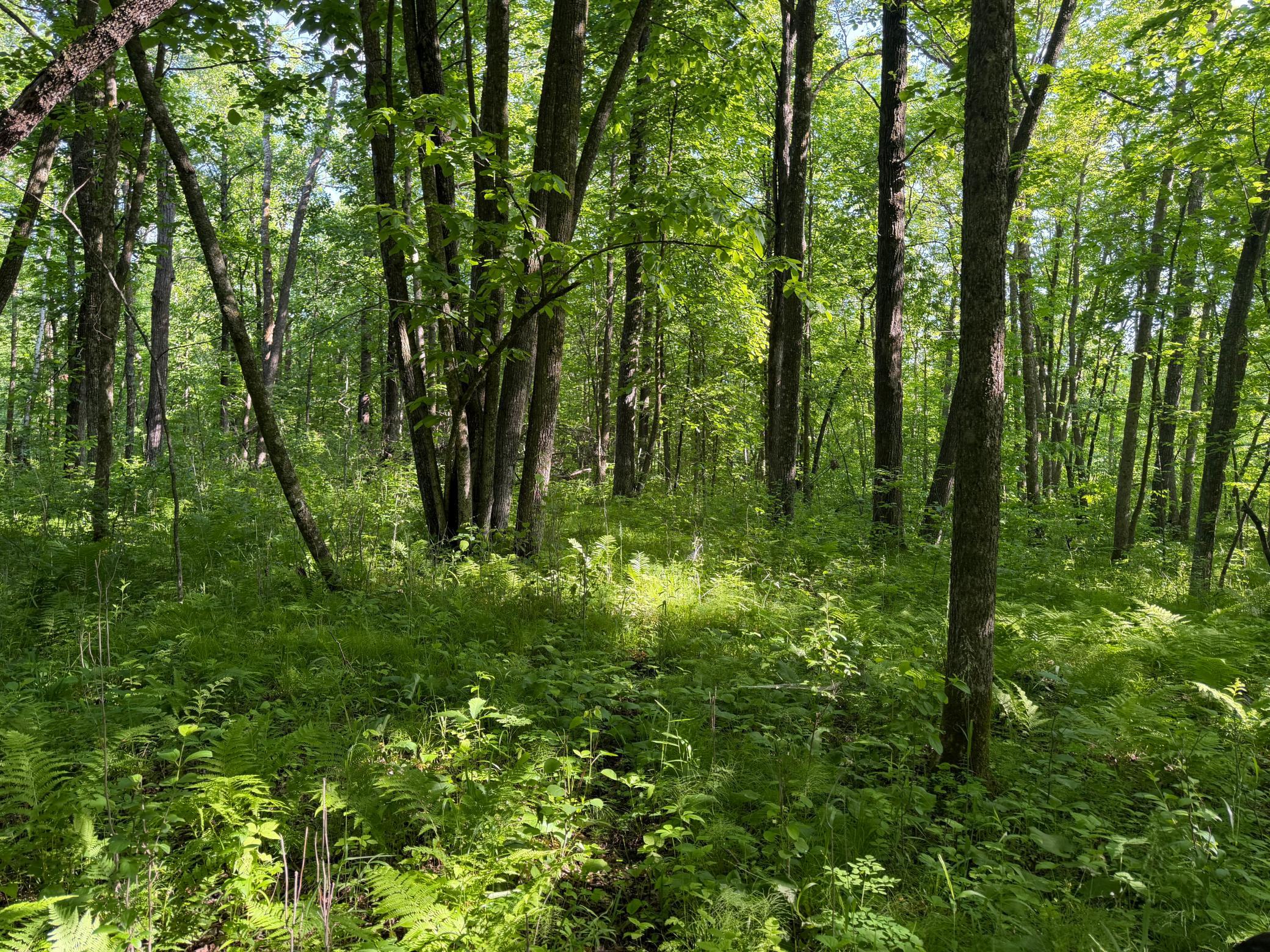 land for sale at TBD 270th Street in Sebeka, MN (photo 29 of 49)