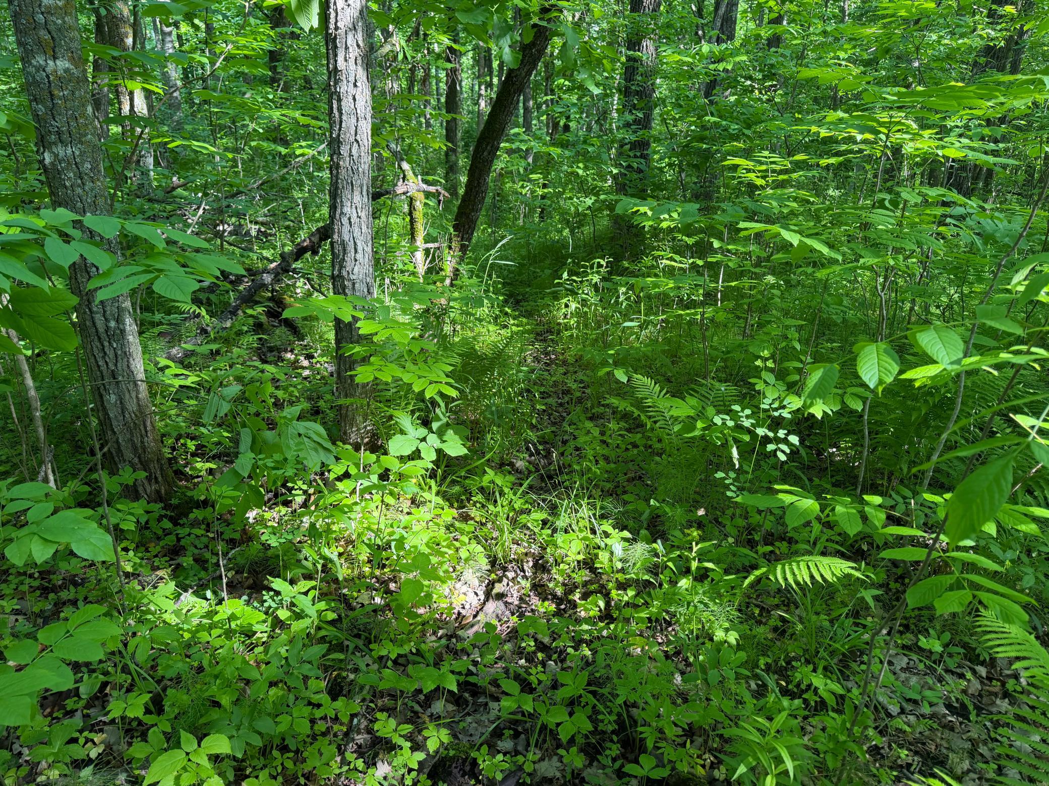 land for sale at TBD 270th Street in Sebeka, MN (photo 30 of 49)