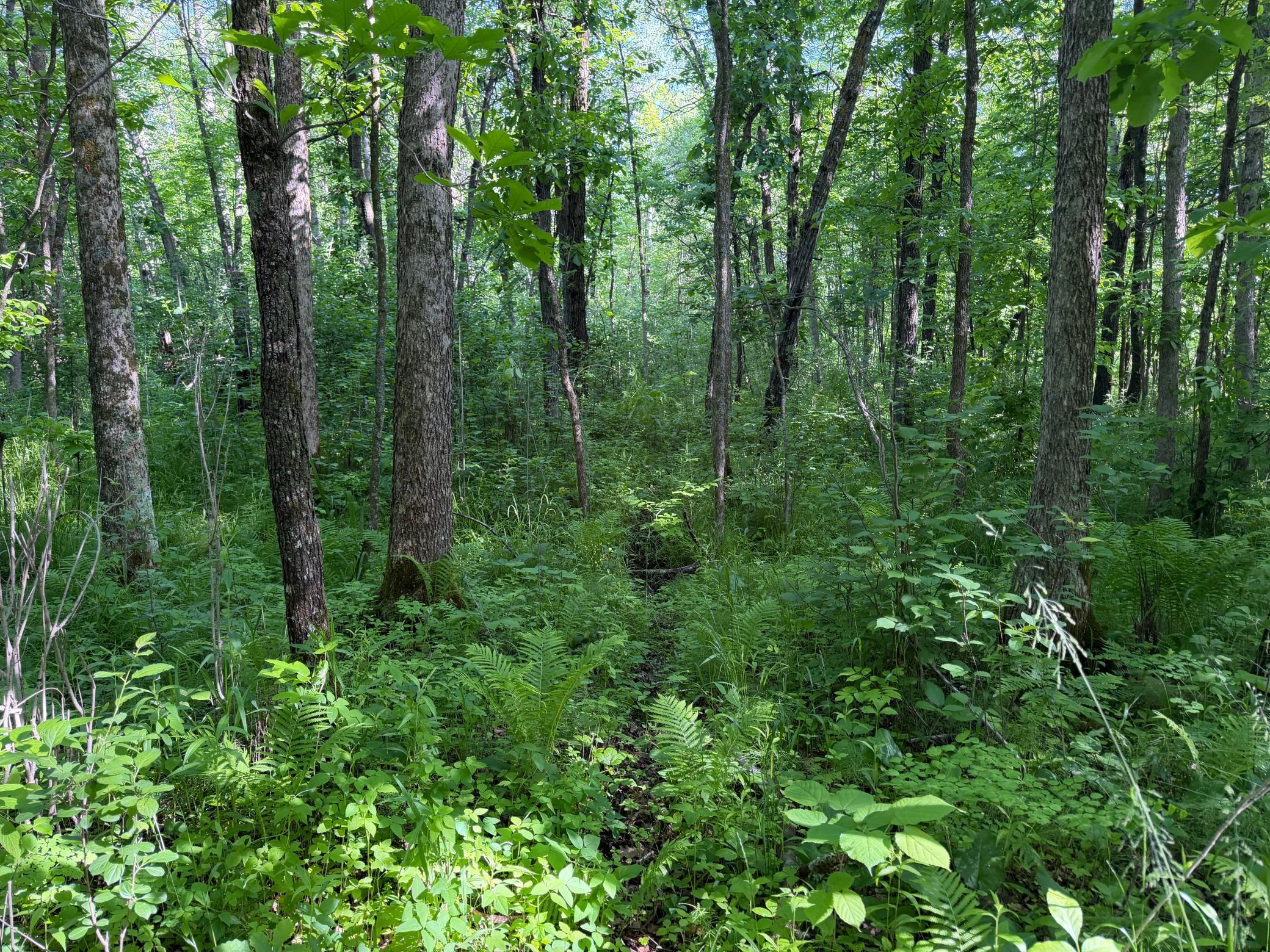 land for sale at TBD 270th Street in Sebeka, MN (photo 31 of 49)