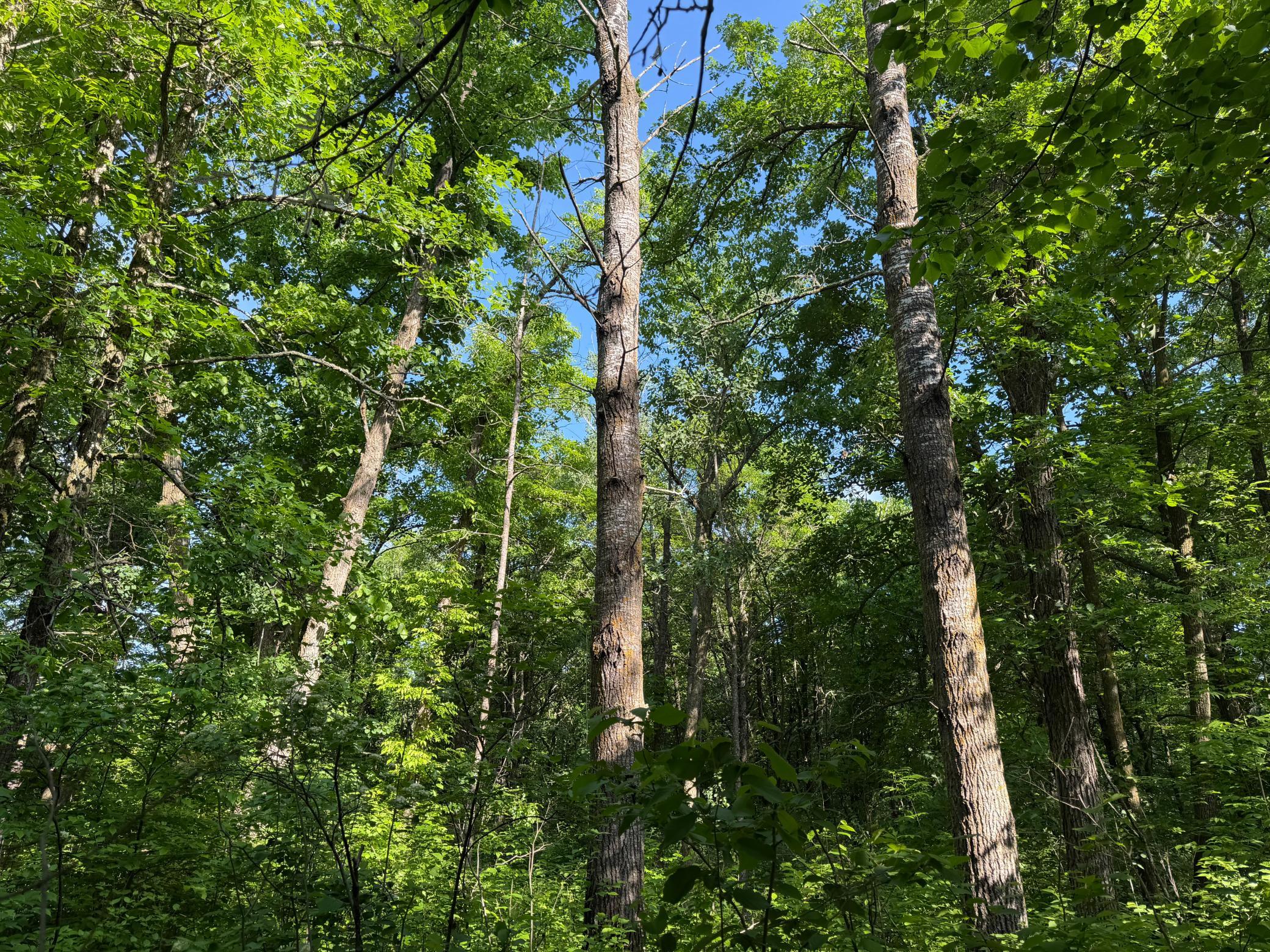 land for sale at TBD 270th Street in Sebeka, MN (photo 33 of 49)