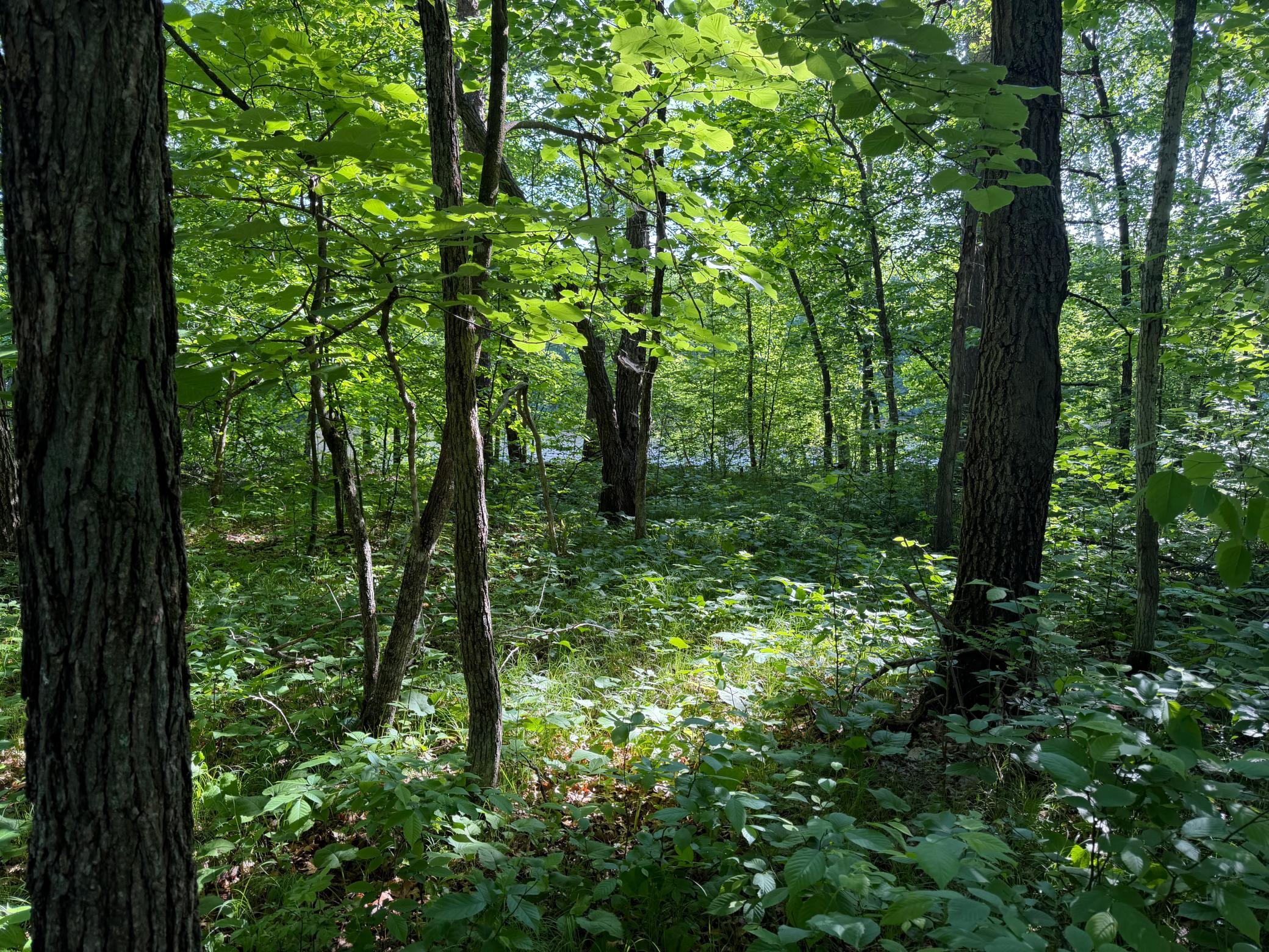 land for sale at TBD 270th Street in Sebeka, MN (photo 34 of 49)