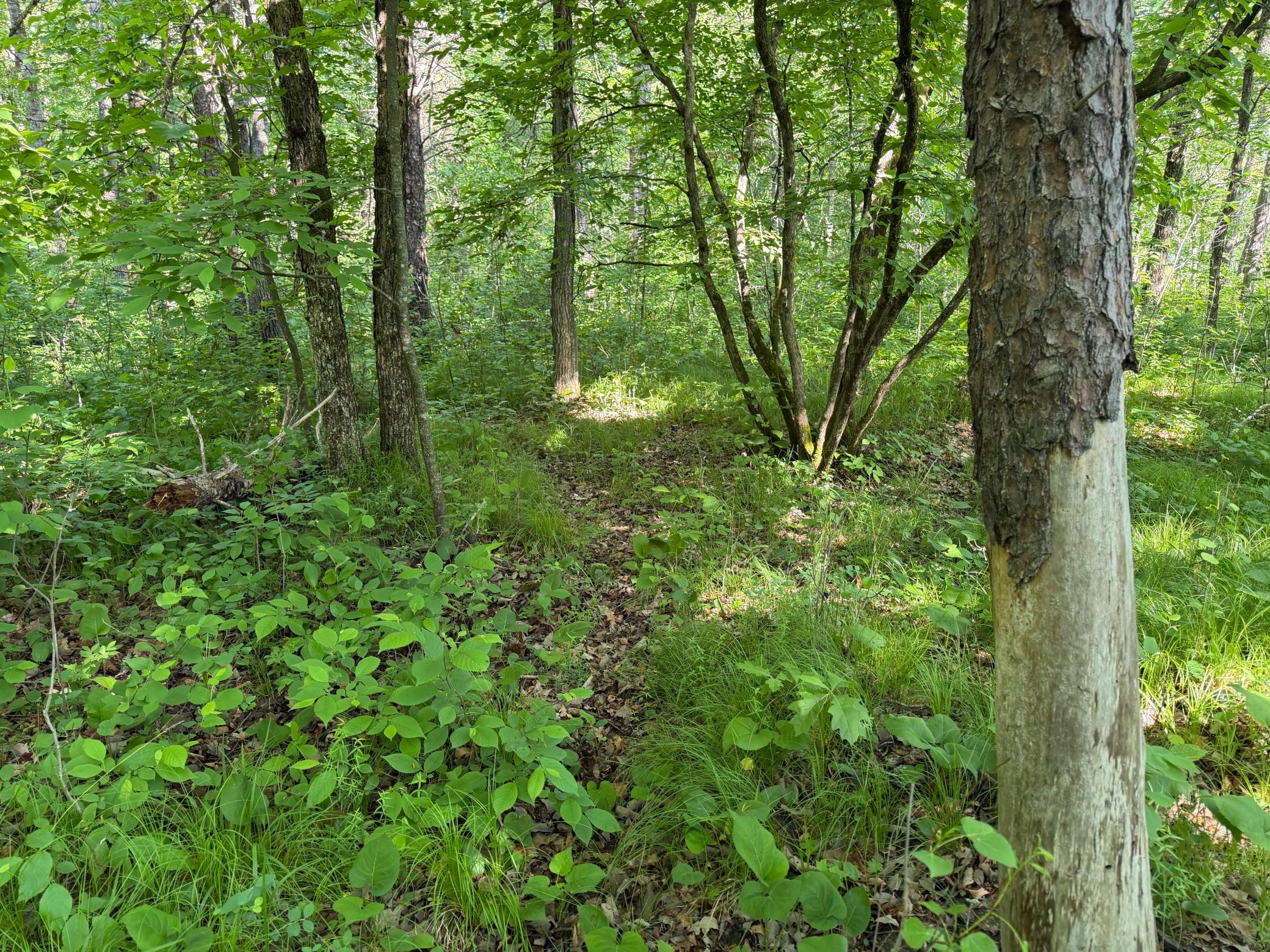 land for sale at TBD 270th Street in Sebeka, MN (photo 35 of 49)