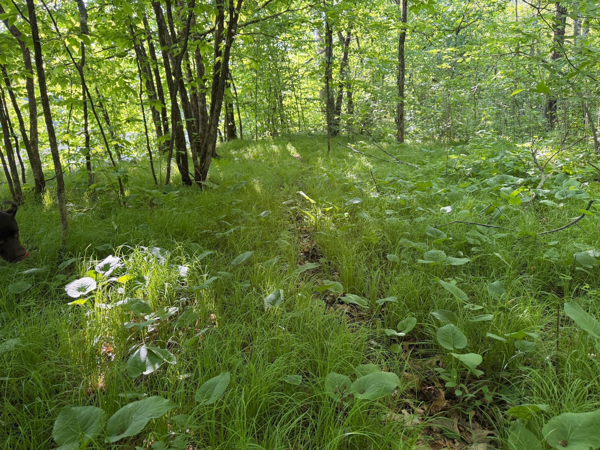 land for sale at TBD 270th Street in Sebeka, MN (photo 40 of 49)
