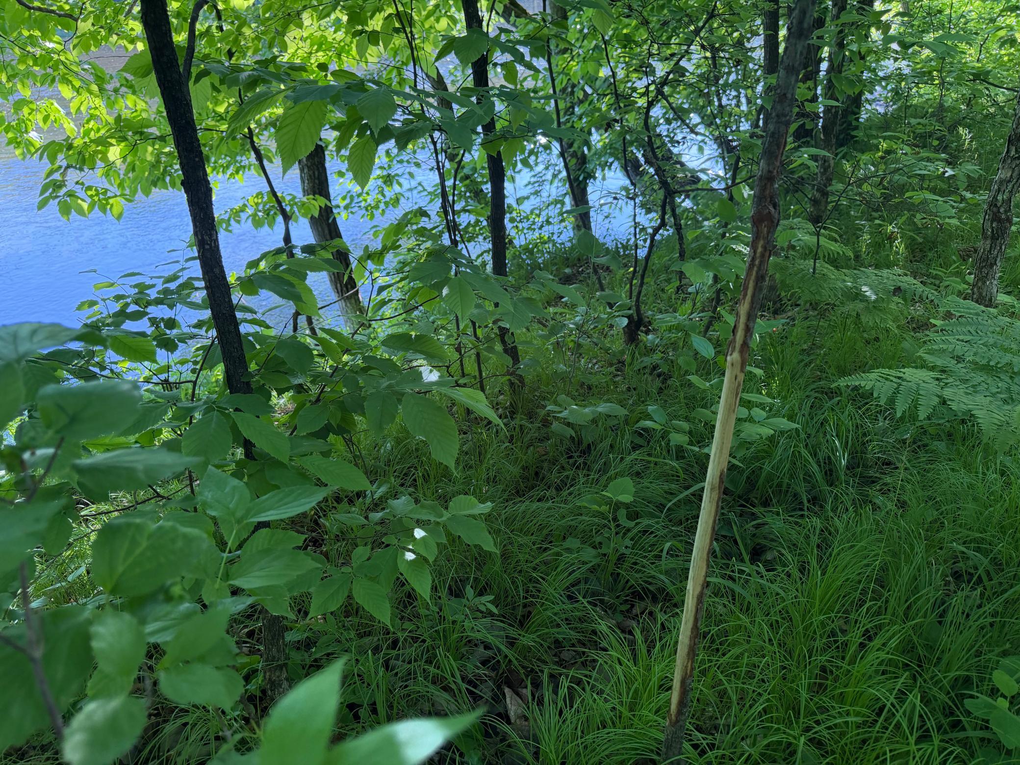 land for sale at TBD 270th Street in Sebeka, MN (photo 41 of 49)