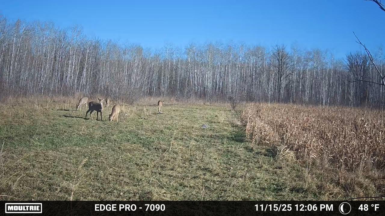 land for sale at tbd 350th ave sw in Lancaster, MN (photo 3 of 31)