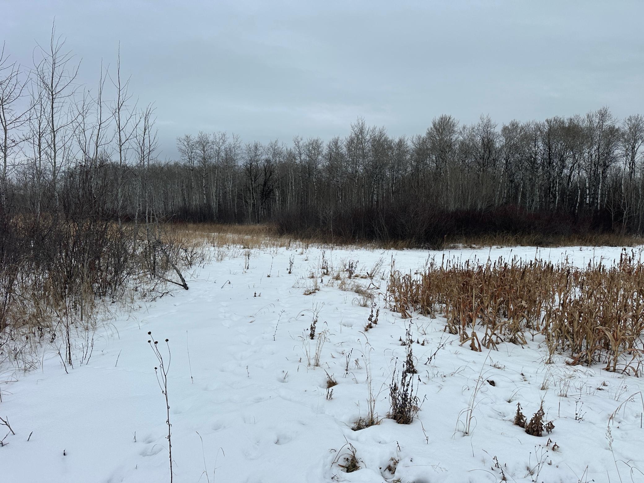 land for sale at tbd 350th ave sw in Lancaster, MN (photo 27 of 31)