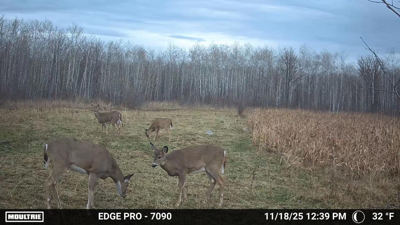 land for sale at tbd 350th ave sw in Lancaster, MN (photo 4 of 31)