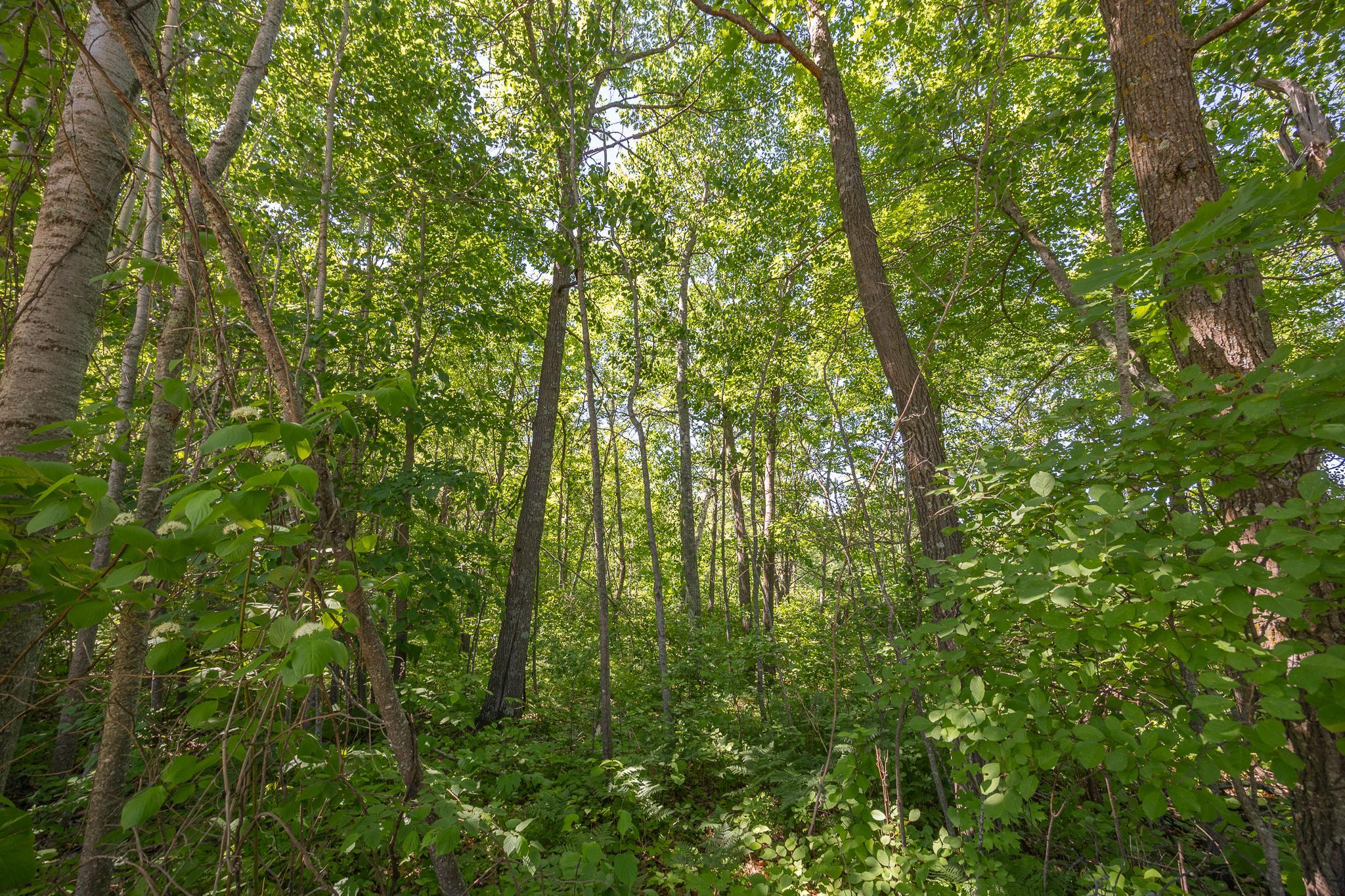 TBD. Kestrel Trail NW, Hackensack MN 56452 - Photo 11 of 14