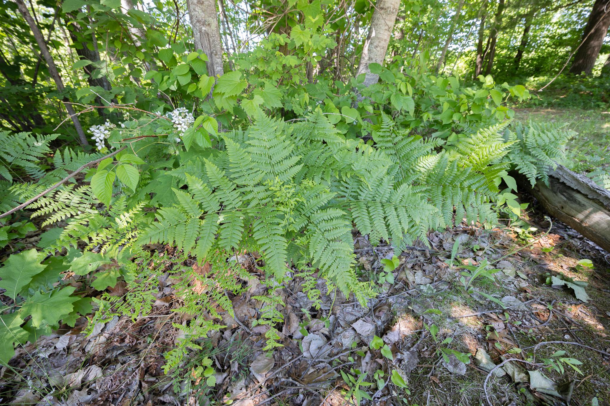 TBD. Kestrel Trail NW, Hackensack MN 56452 - Photo 12 of 14