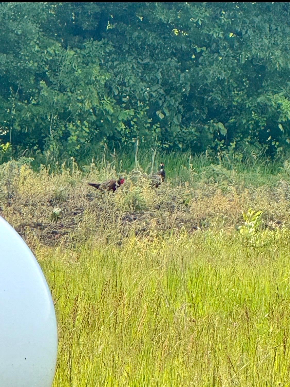 13272 County 11, Audubon MN 56511 - Photo 6 of 19