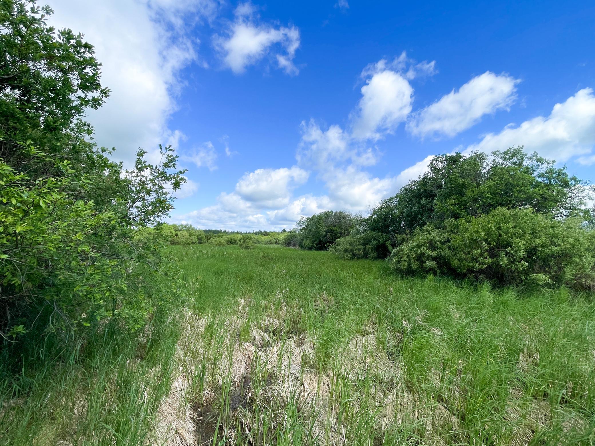 TBD Mud Lake Road, Bagley MN 56621 - Photo 19 of 46