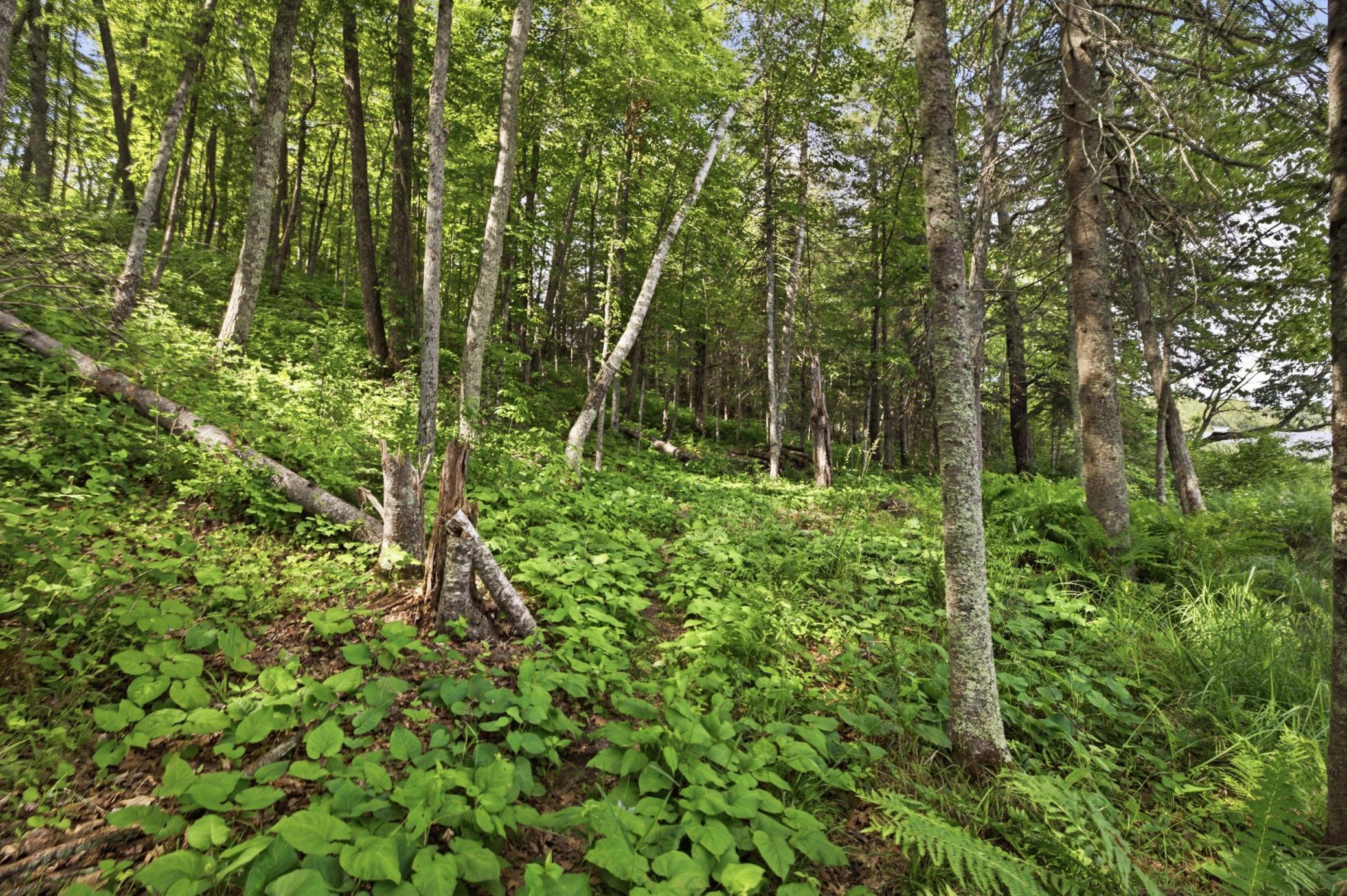 land for sale at 33775 Mcneil Road in Aitkin, MN (photo 19 of 24)