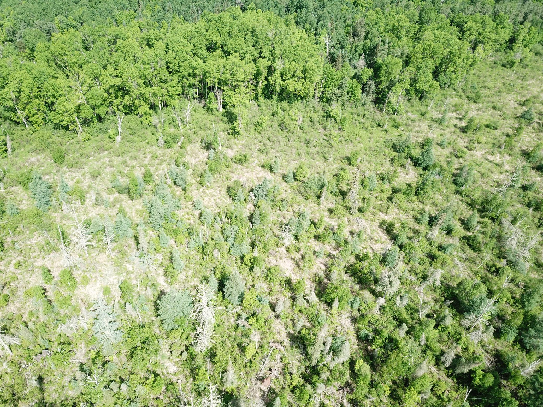 TBD1 Mud Lake Road, Bagley MN 56621 - Photo 11 of 31