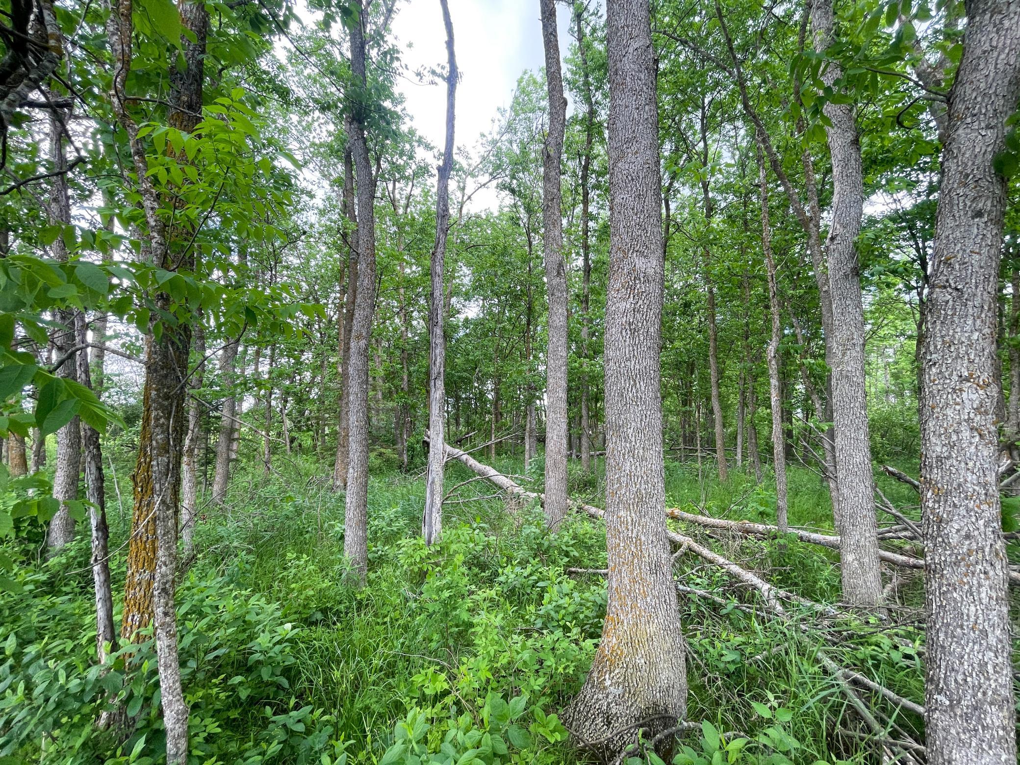 TBD2 Mud Lake Road, Bagley MN 56621 - Photo 33 of 46