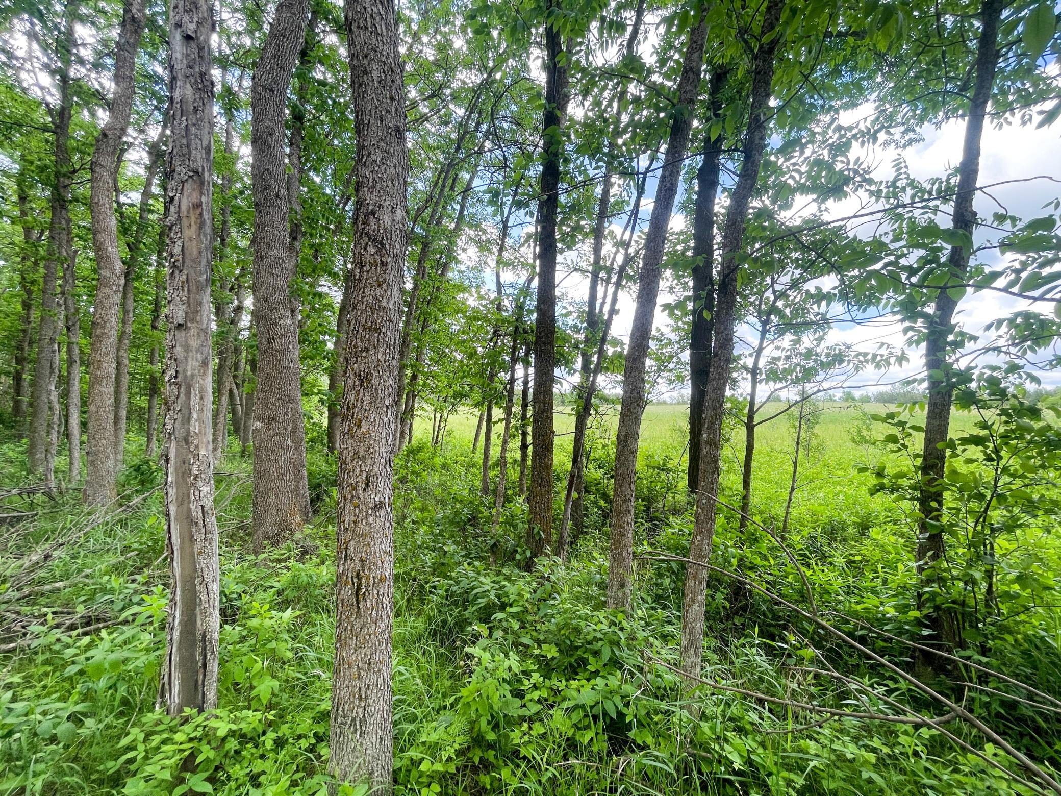 TBD2 Mud Lake Road, Bagley MN 56621 - Photo 35 of 46